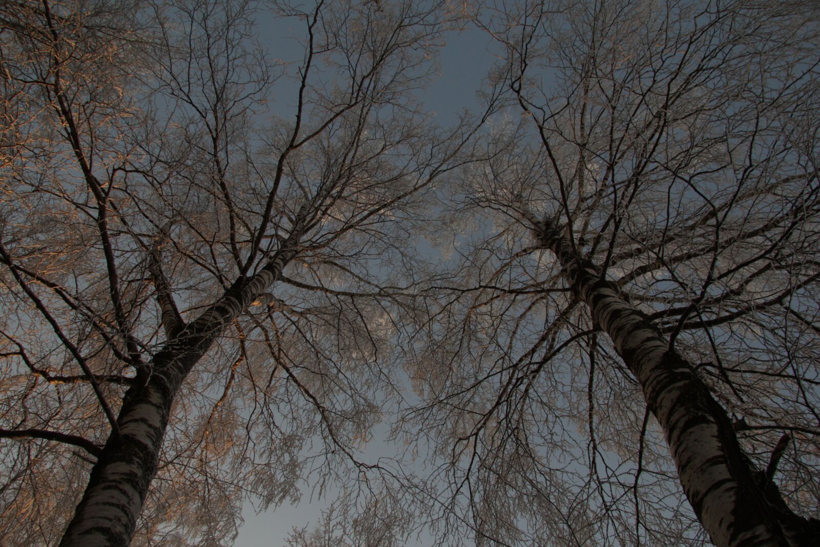 Canon EF-S 17-85mm F4-5.6 IS USM sample photo. Branch, tree, winter photography