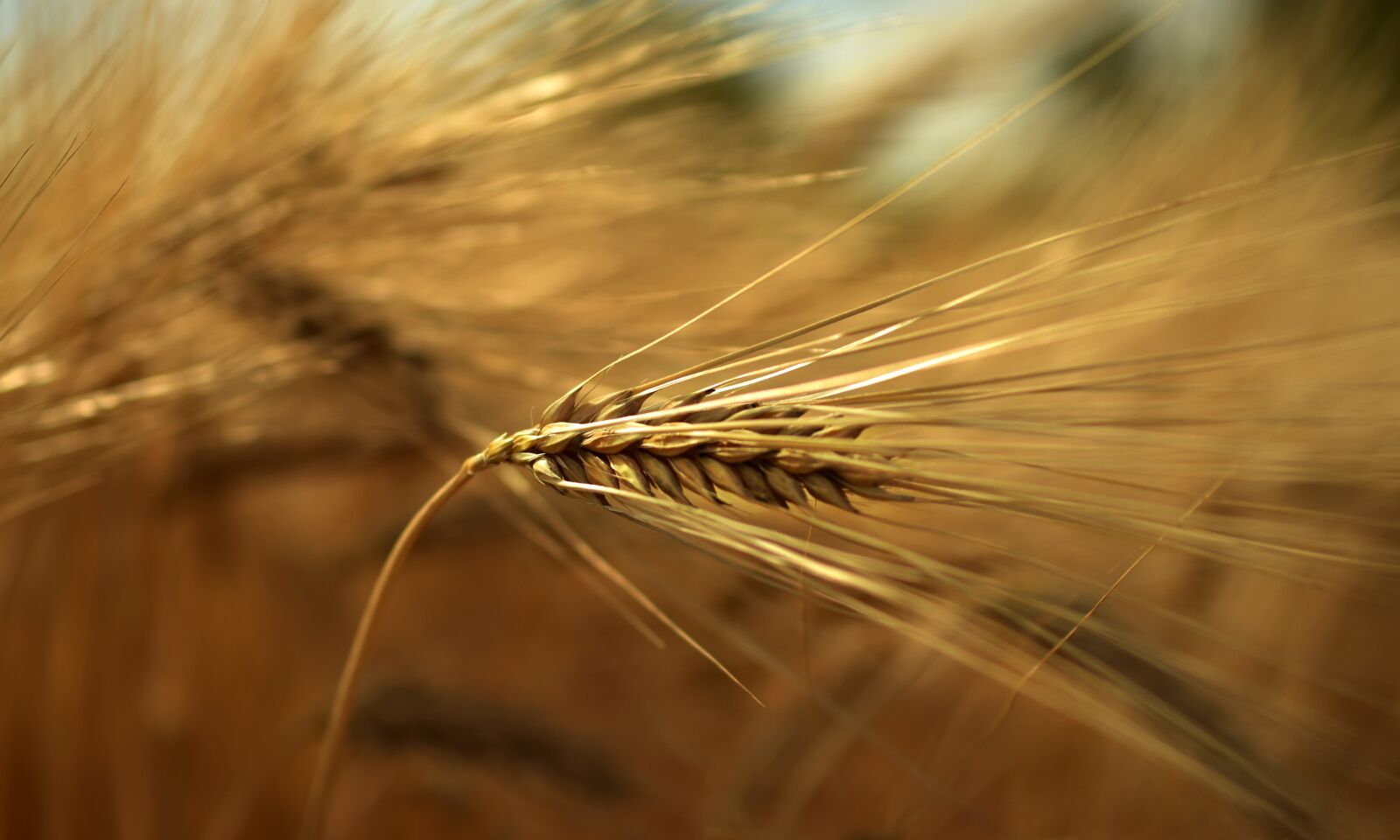 Nikon D5600 sample photo. Barley, cereals, grain photography