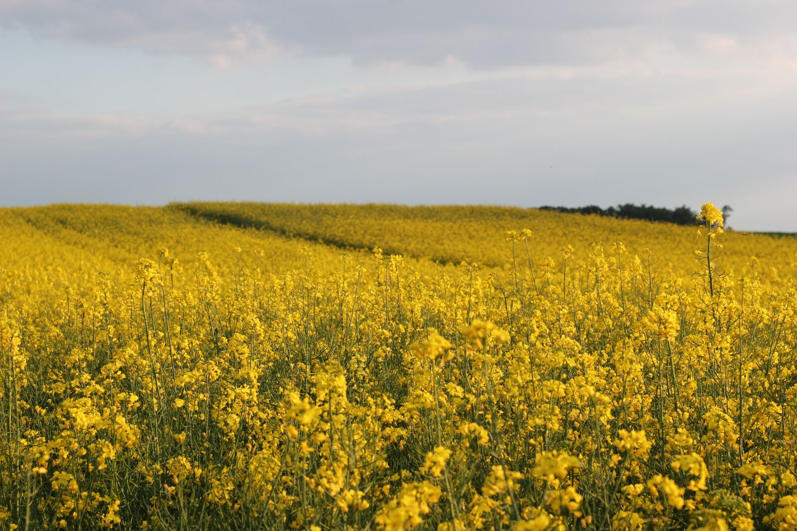 Canon EOS 550D (EOS Rebel T2i / EOS Kiss X4) sample photo. Rapeseed, brassica napus, plant photography