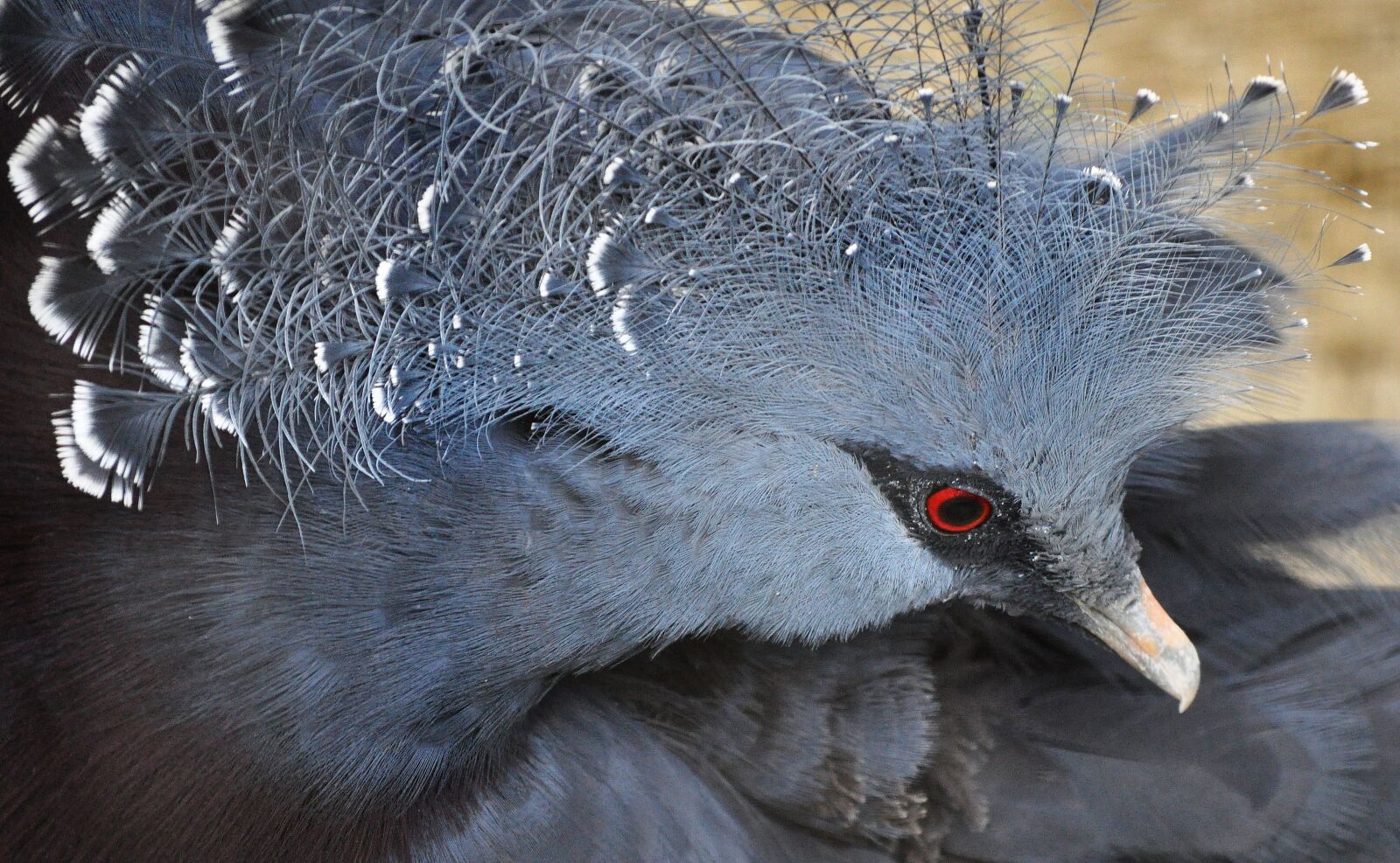 Nikon D5000 sample photo. Zoo, bird, wild bird photography