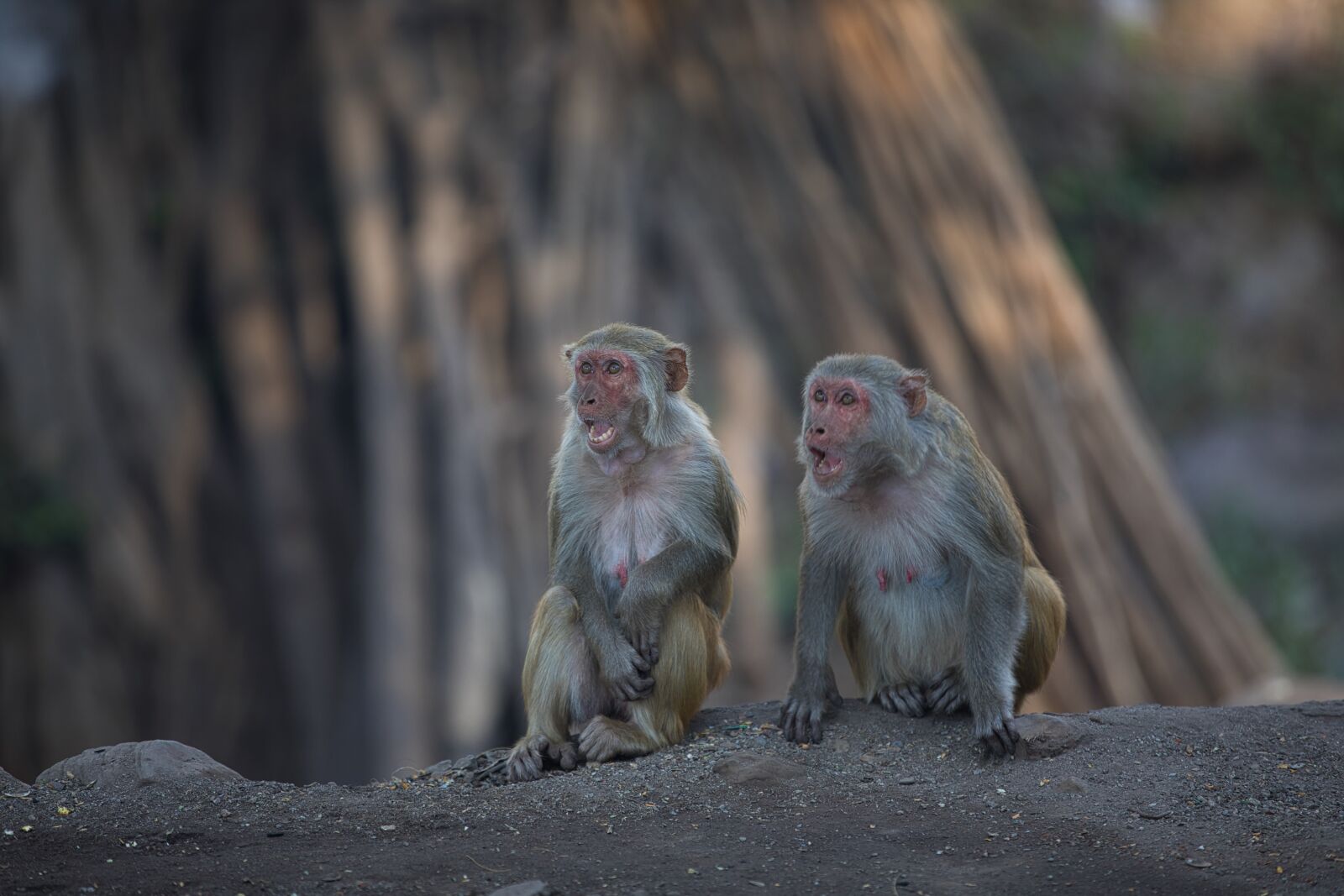Canon EF 70-200mm F2.8L IS II USM sample photo. Monkey, animal, gorilla photography