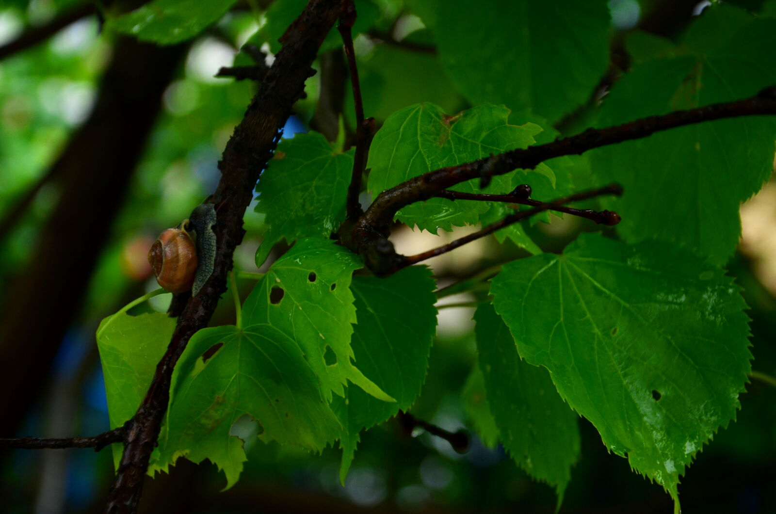 Nikon D5100 sample photo