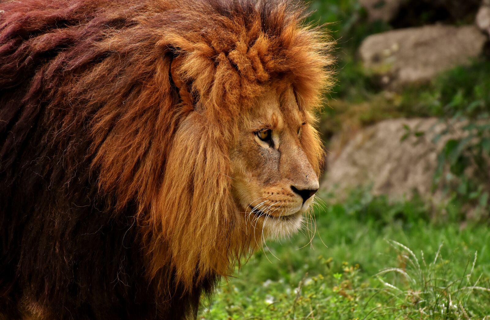 Nikon D7200 sample photo. Lion, predator, dangerous photography