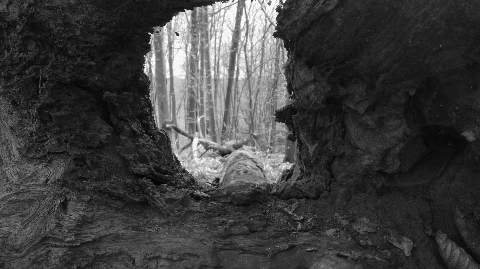 Canon EF-M 15-45mm F3.5-6.3 IS STM sample photo. Roots, root, forest photography