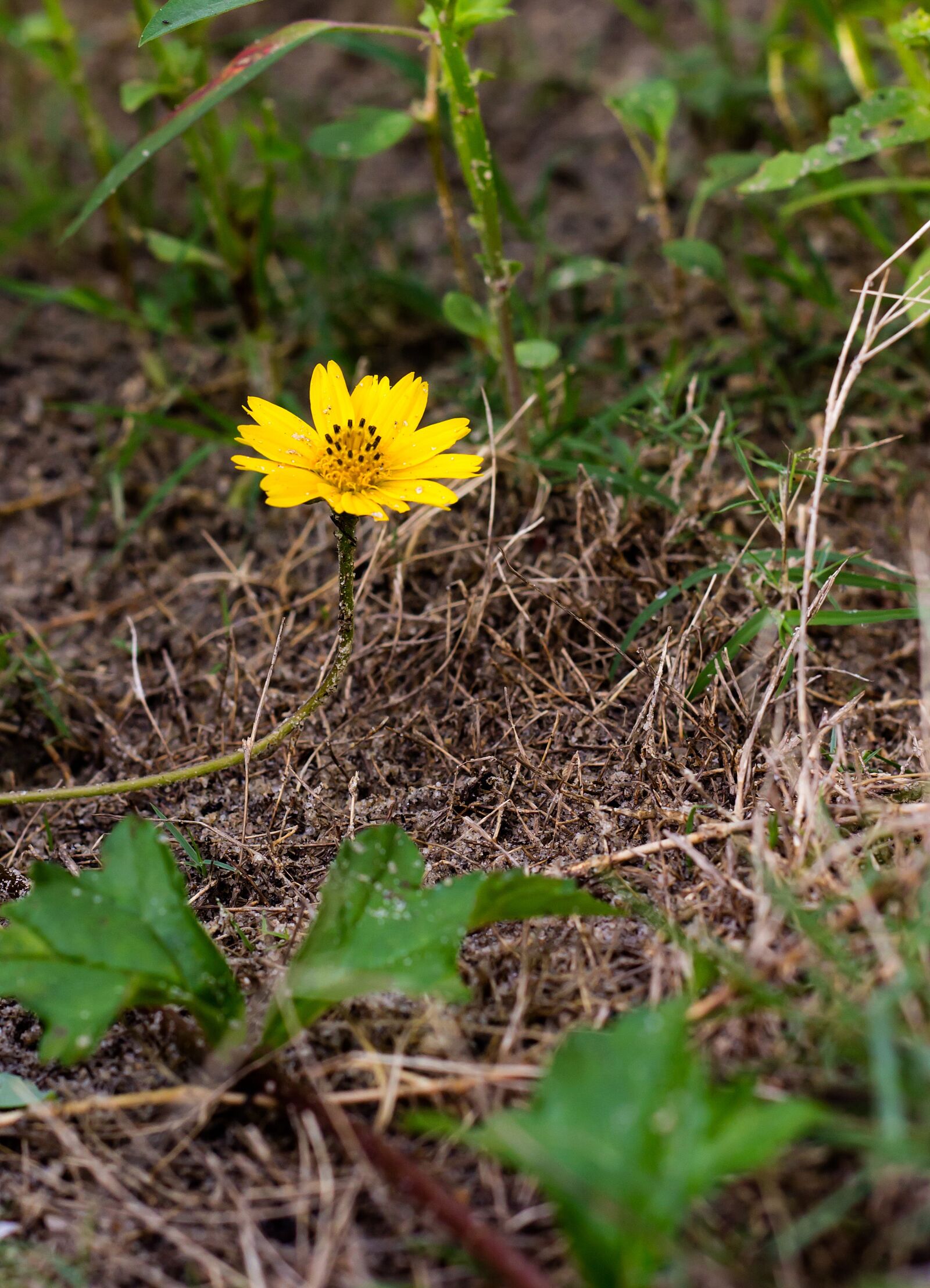 Canon EOS 600D (Rebel EOS T3i / EOS Kiss X5) + Canon EF 50mm F1.8 II sample photo. Flower, neck, lift photography