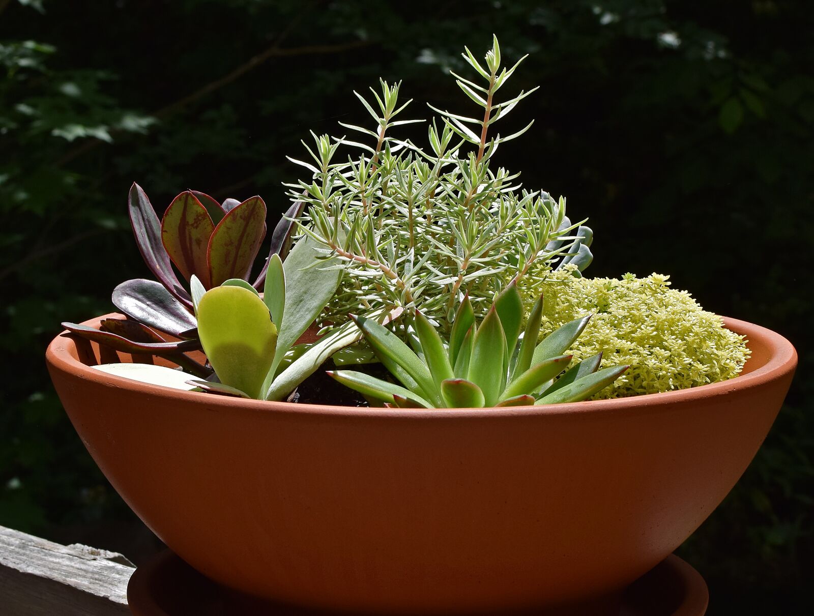 Nikon D3300 sample photo. Succulent garden, succulent, plant photography