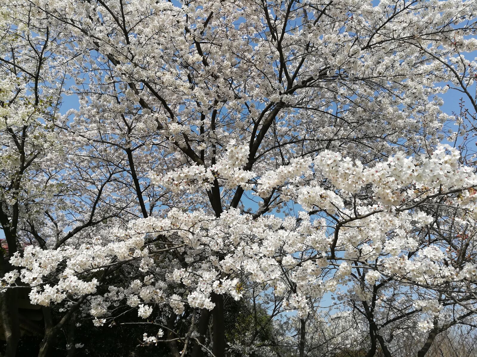 HUAWEI c??Eu?s 6X sample photo. Spring, hefei, china photography