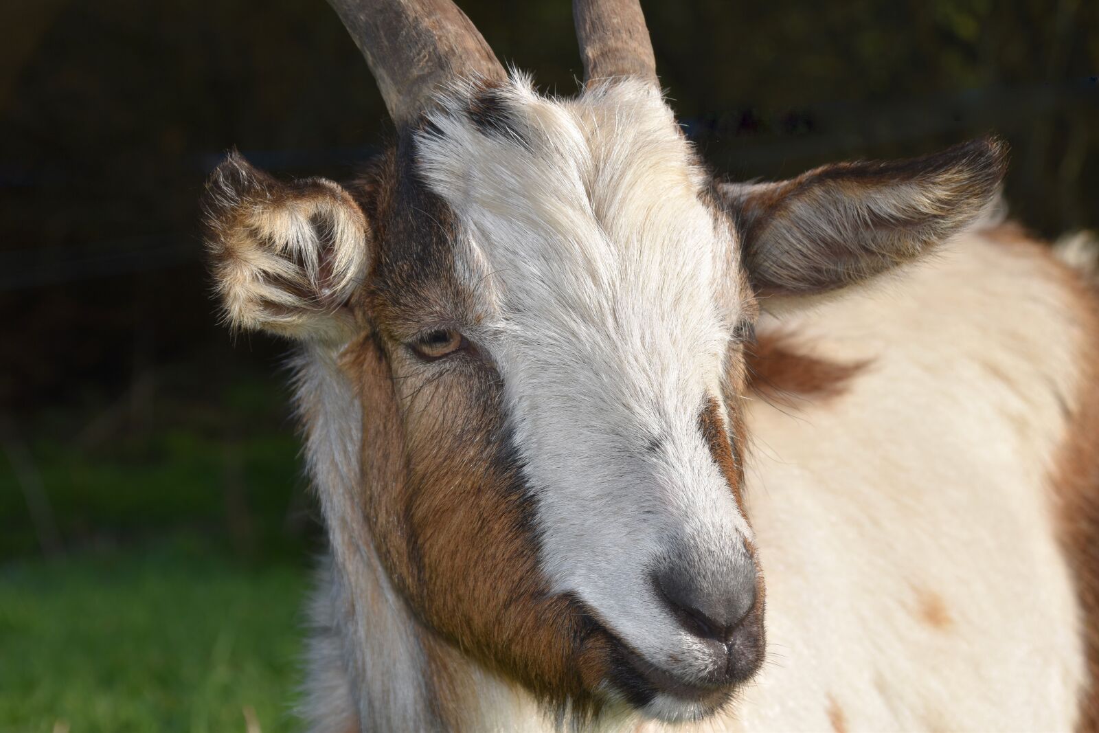 Nikon D5600 sample photo. Goat, young goat, ibex photography
