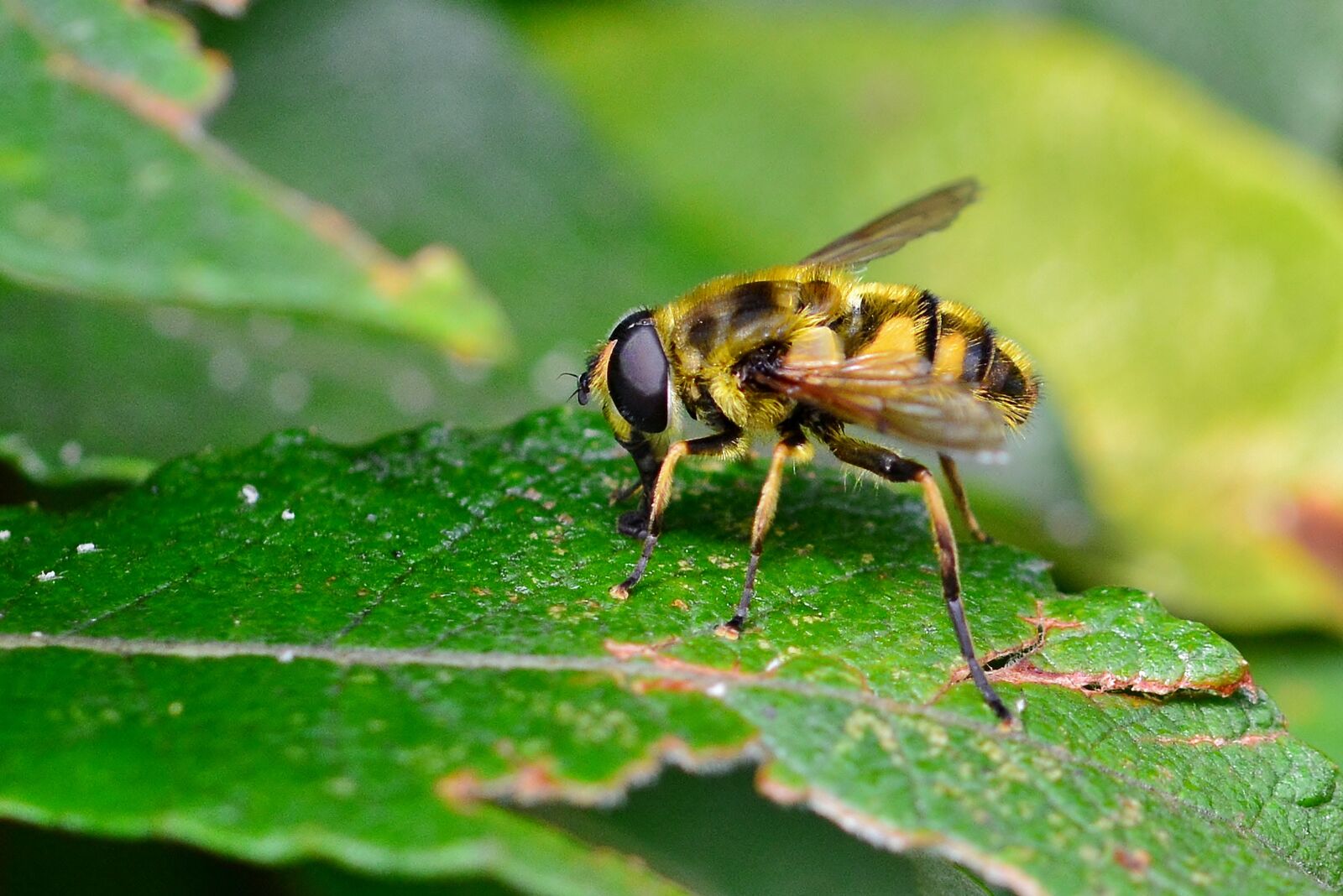 Nikon D5200 sample photo. Hoverfly, insect, nature photography