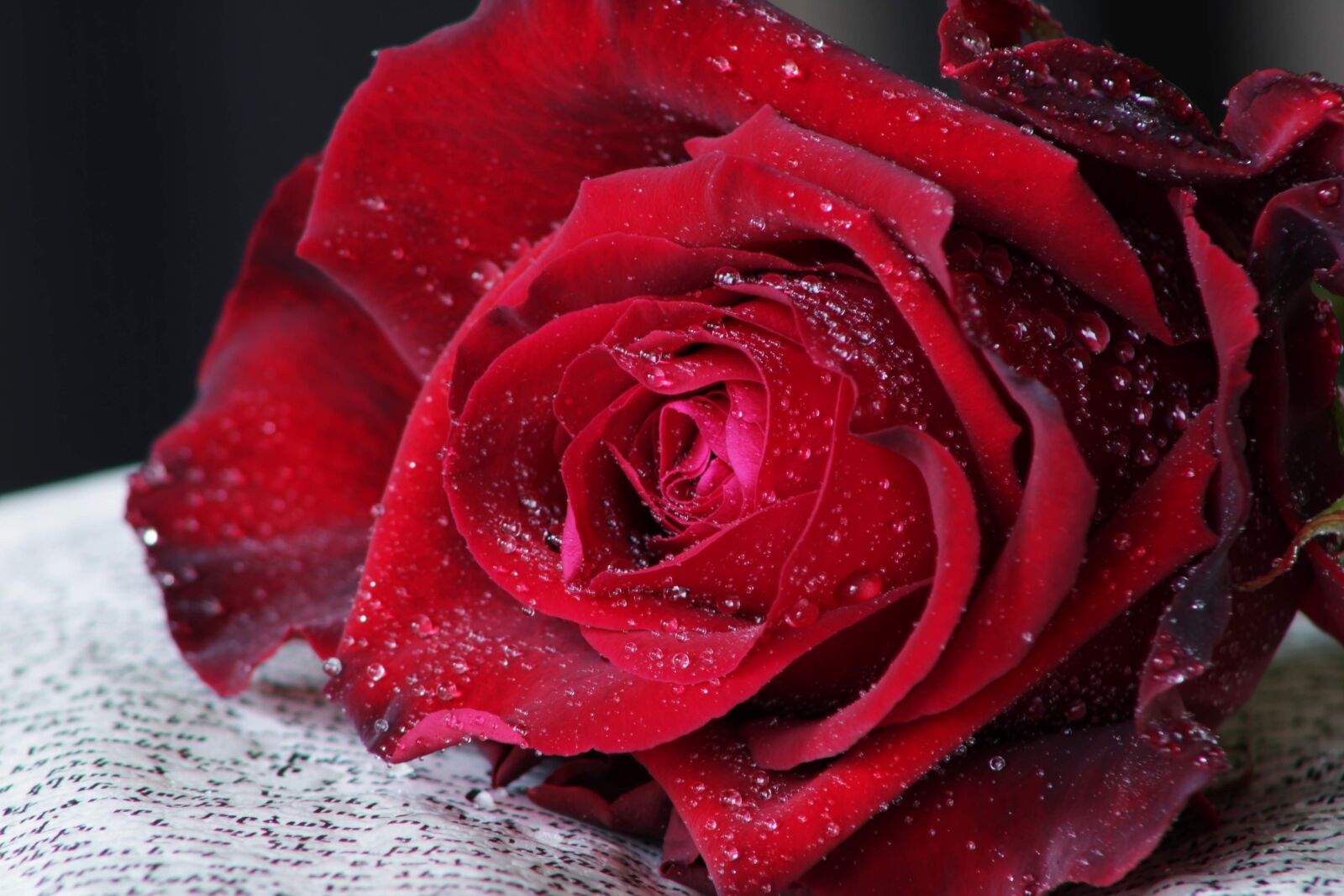 Canon EOS 2000D (EOS Rebel T7 / EOS Kiss X90 / EOS 1500D) sample photo. Red rose, book, feeling photography