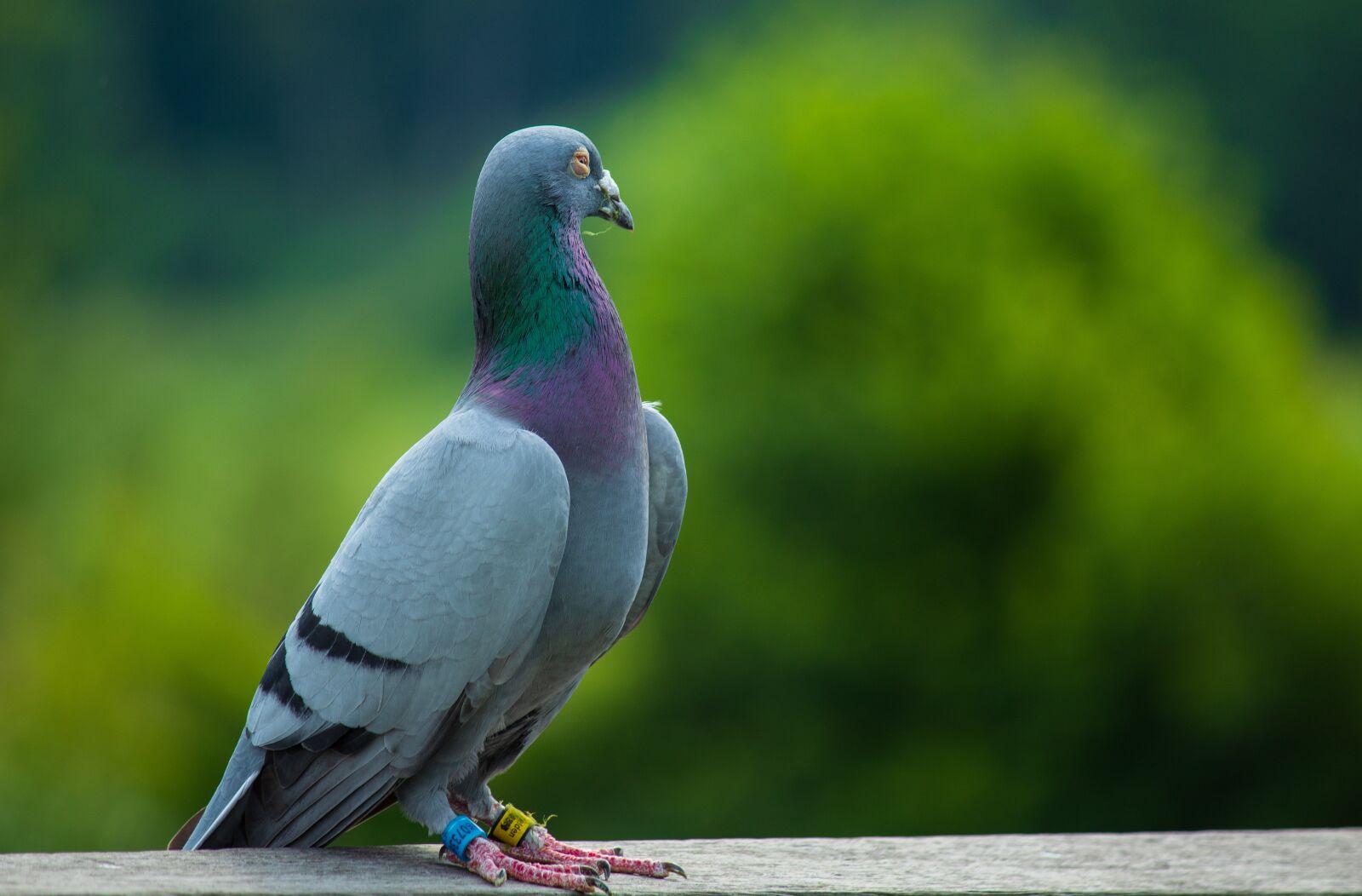 Canon EOS 1300D (EOS Rebel T6 / EOS Kiss X80) sample photo. Dove, wittorf, lower saxony photography