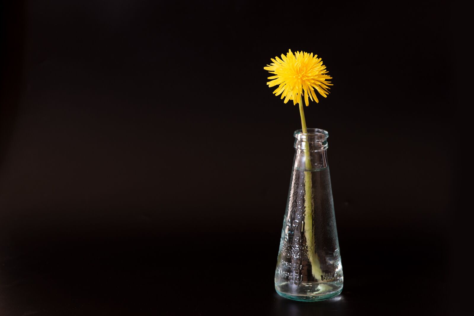 Nikon D750 sample photo. Dandelion, flower, yellow photography