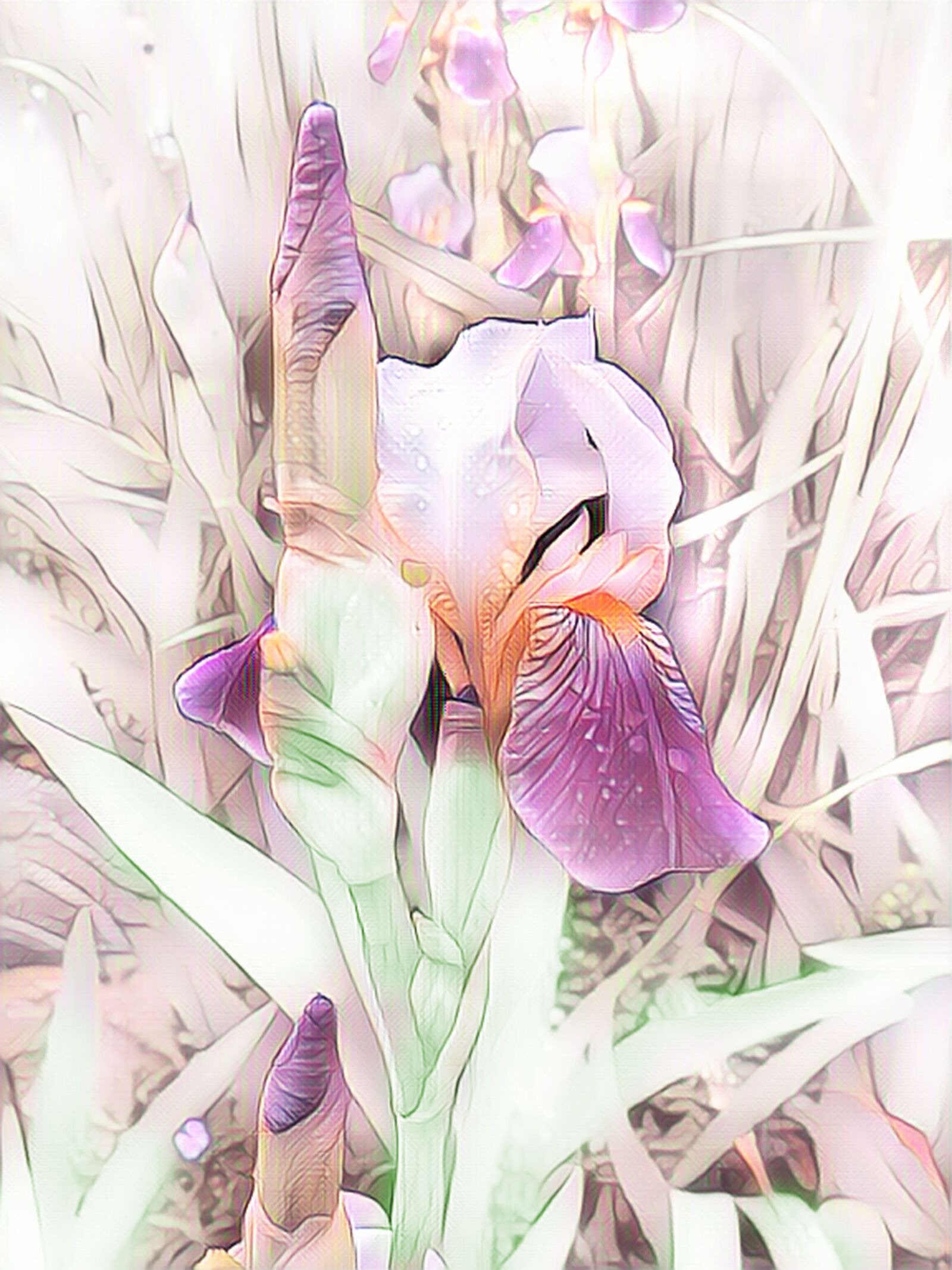Canon PowerShot G15 sample photo. Iris, digital painting, flower photography