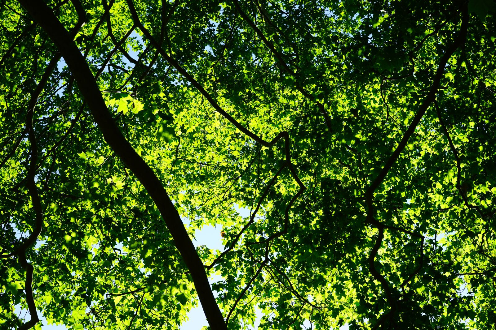Sony a7 + Sony Sonnar T* FE 55mm F1.8 ZA sample photo. Canopy, green, leaves photography