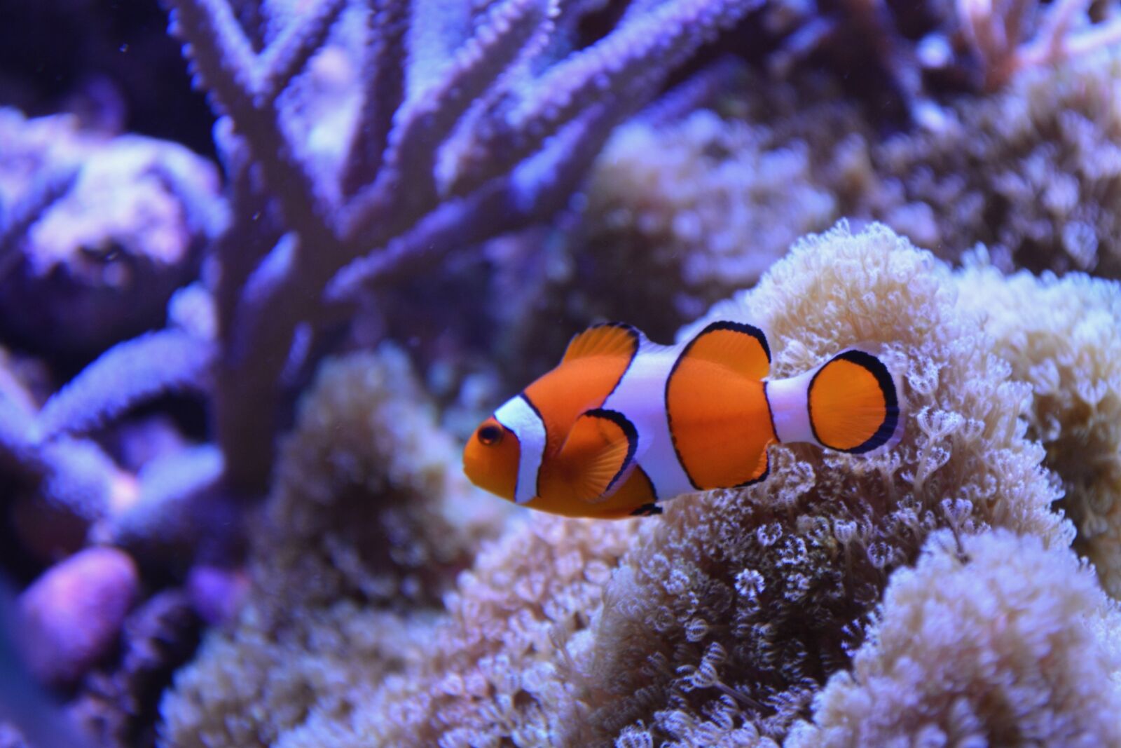 Nikon D5200 sample photo. Fish, water sea, clown photography