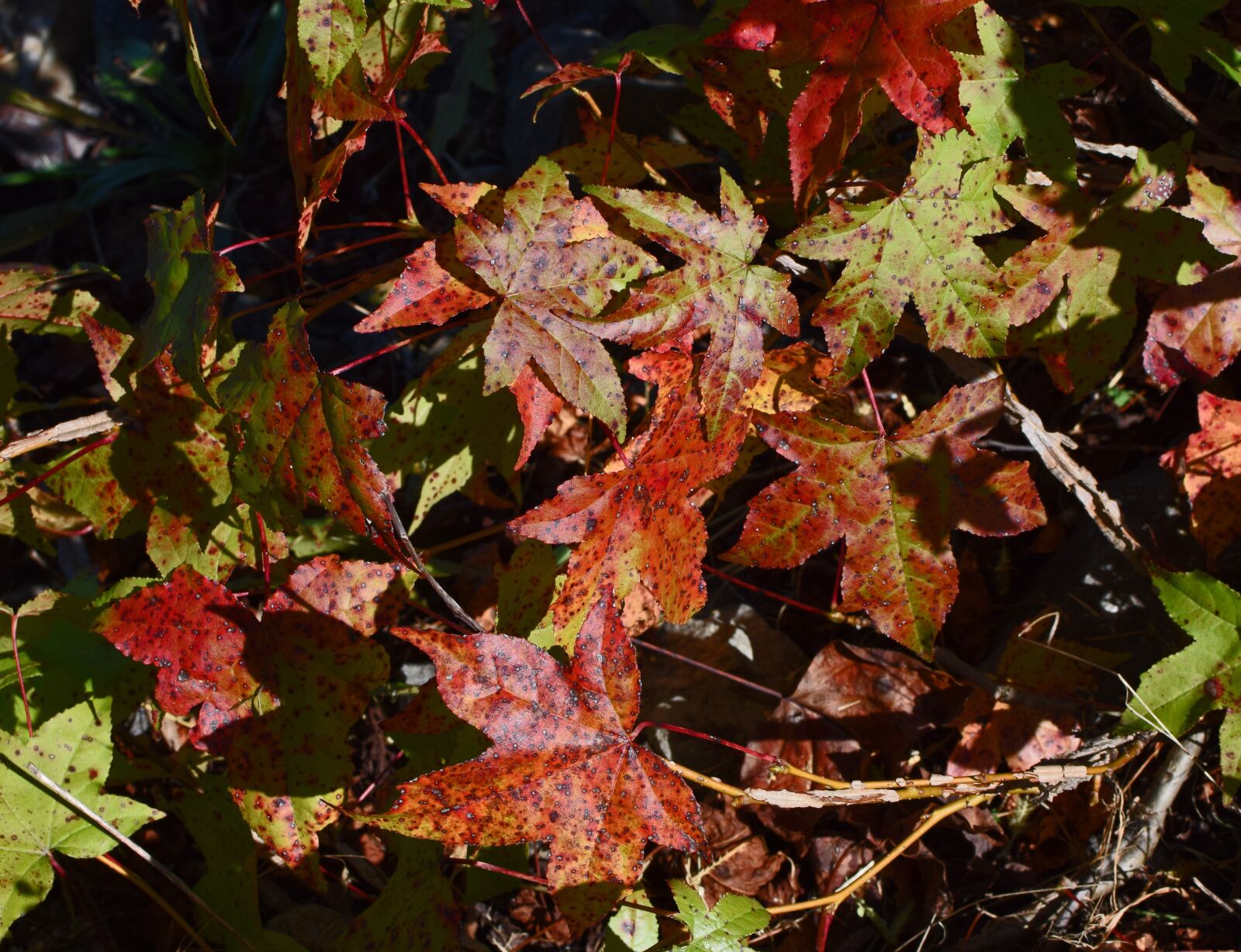 Nikon D3300 sample photo. Fall sweetgum leaves, foliage photography