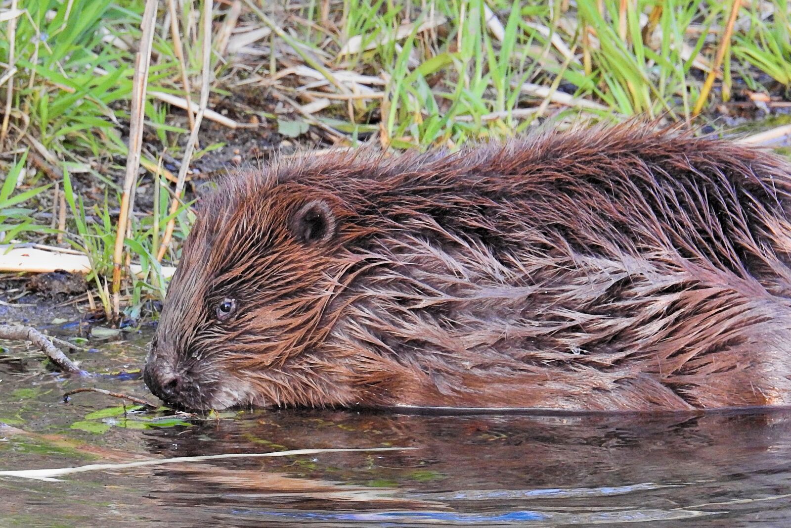 Nikon Coolpix P900 sample photo. Beaver, nature, animal world photography