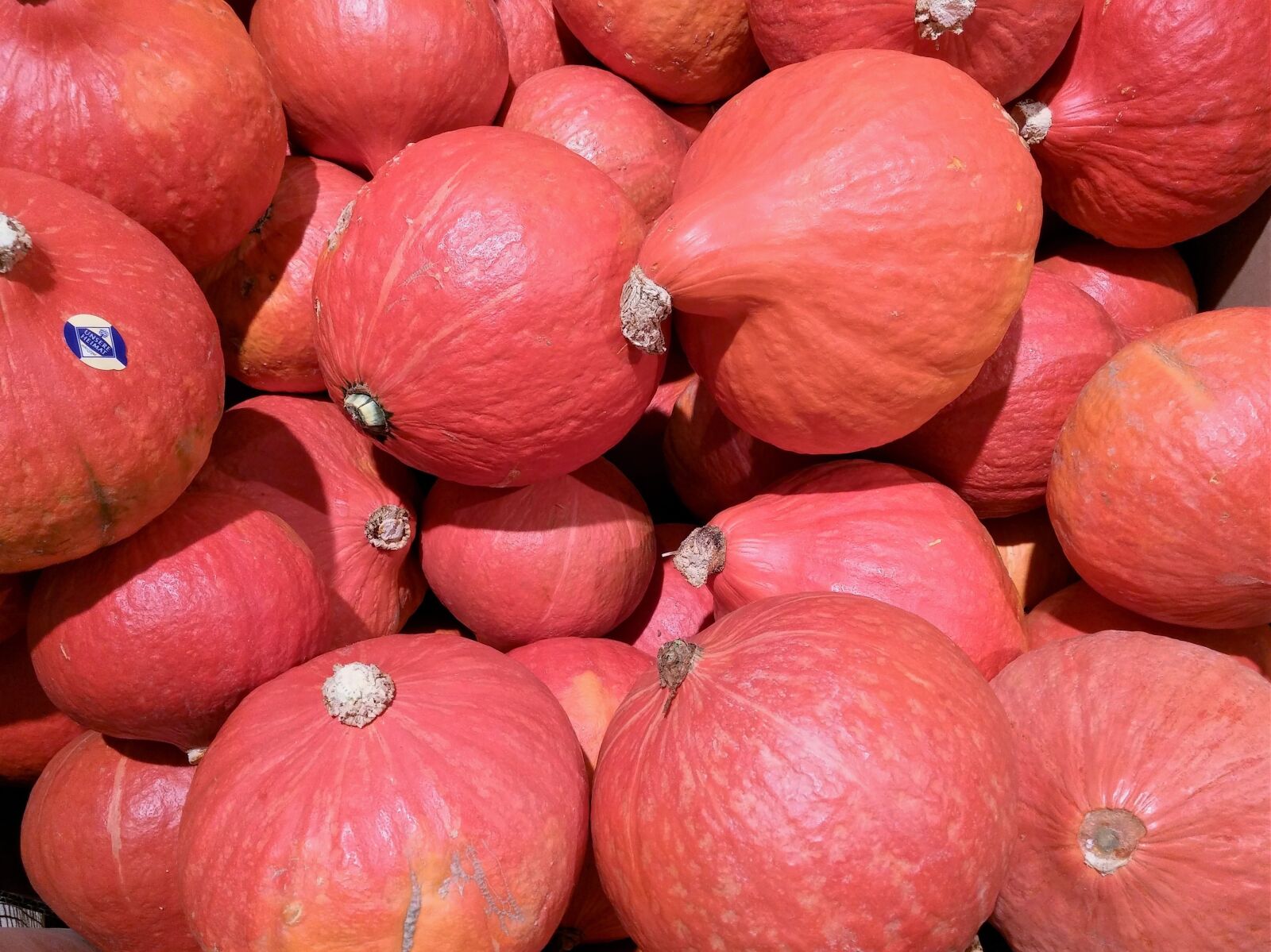 LG D855 sample photo. Pumpkin, autumn, decorative squashes photography