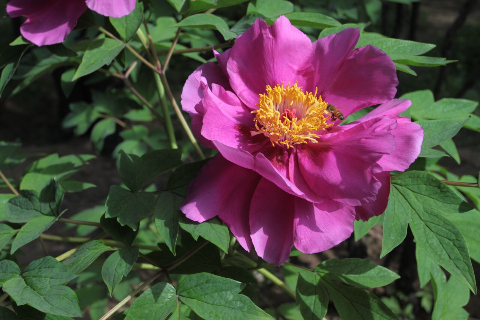 Canon EOS 50D sample photo. Peony, flower, plant photography