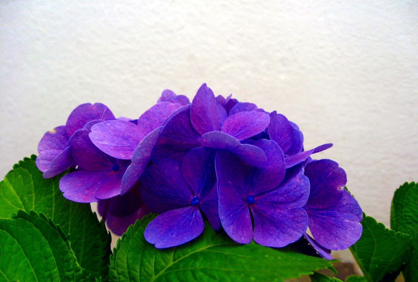 Canon DIGITAL IXUS 950 IS sample photo. Hydrangea, blue, blossom photography