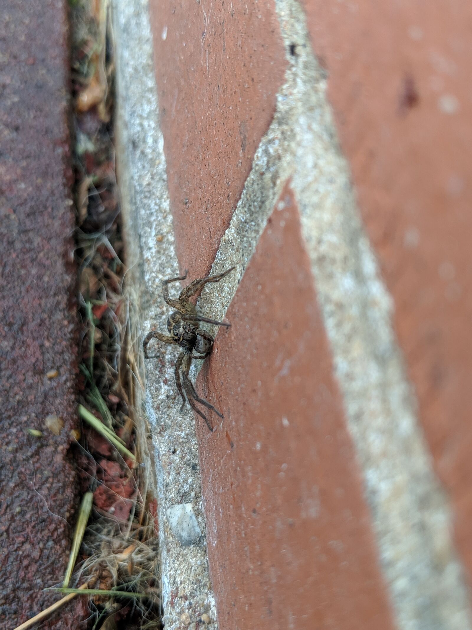 Google Pixel 2 sample photo. Spider, hunter, arachnid photography