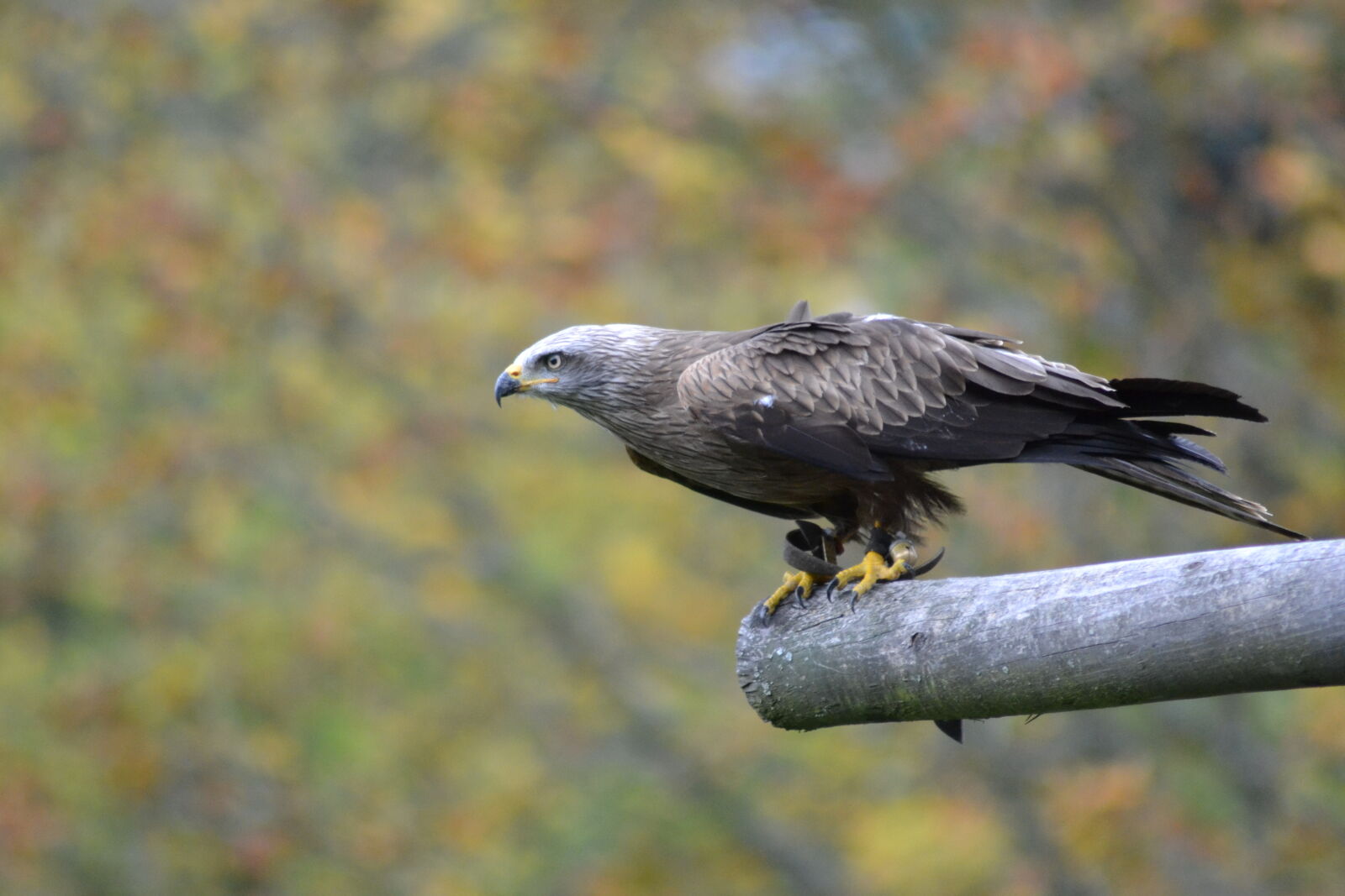 Nikon D3100 sample photo. Animal, park, birds, of photography
