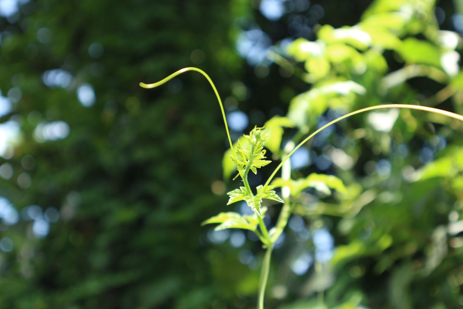 Canon EF-M 15-45mm F3.5-6.3 IS STM sample photo. Leaves, green, spring photography