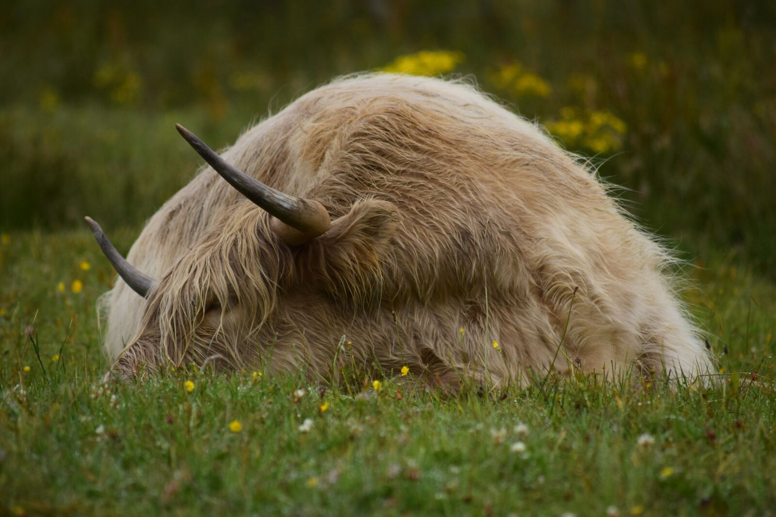 Nikon D5300 sample photo. Cow, horns, cattle photography