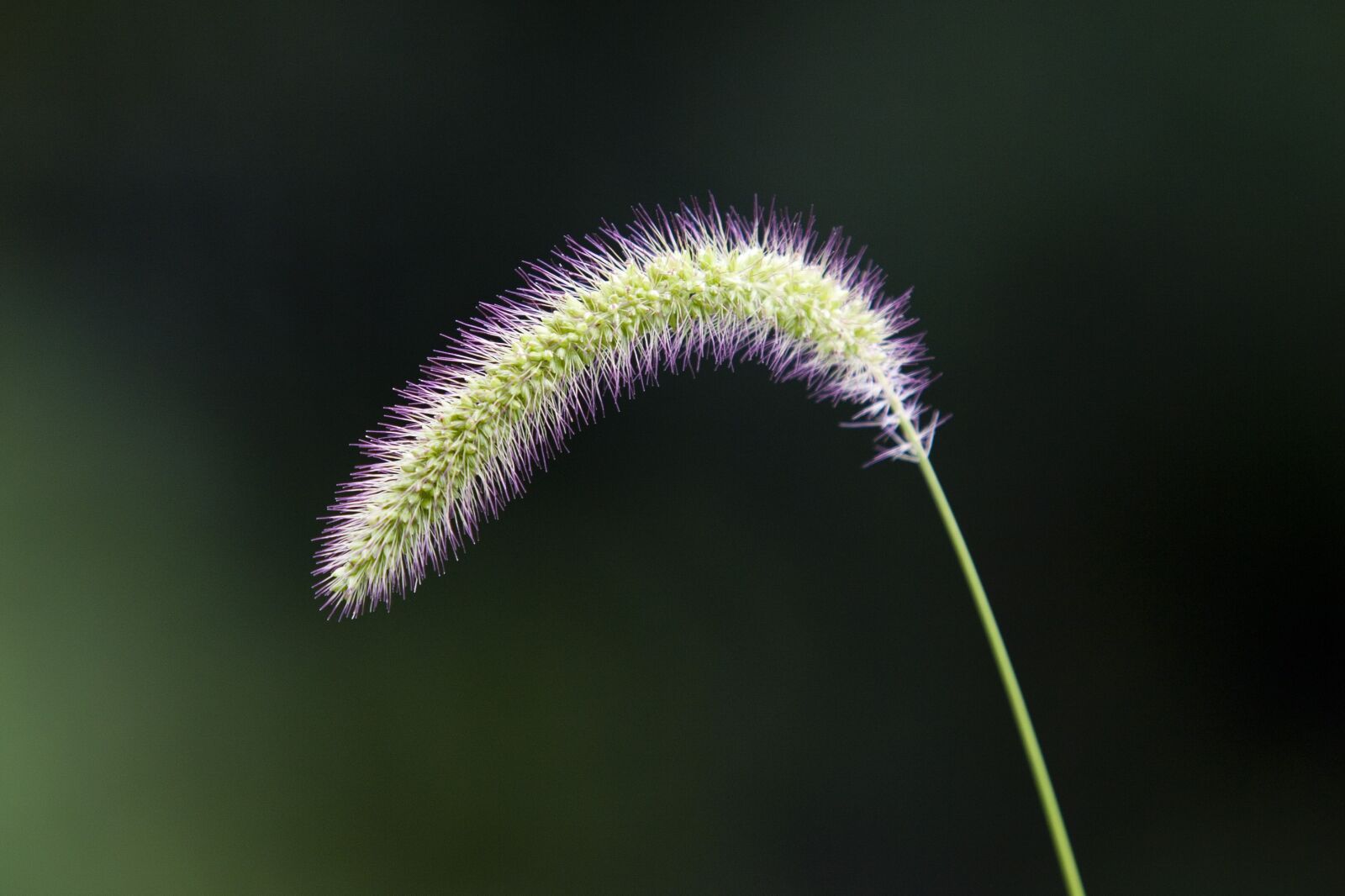 Canon EOS 5D sample photo. Foxtail, nature, pool photography