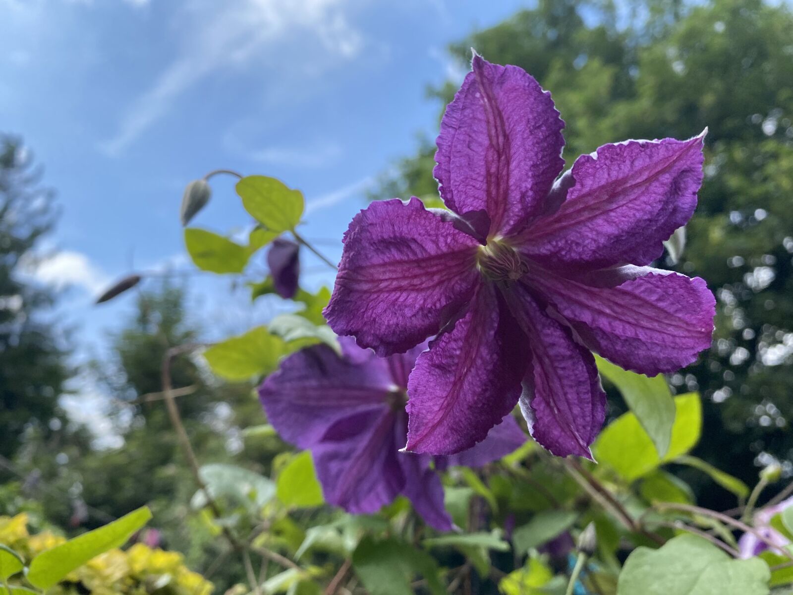 iPhone 11 Pro Max back triple camera 4.25mm f/1.8 sample photo. Flower, summer, blossom photography