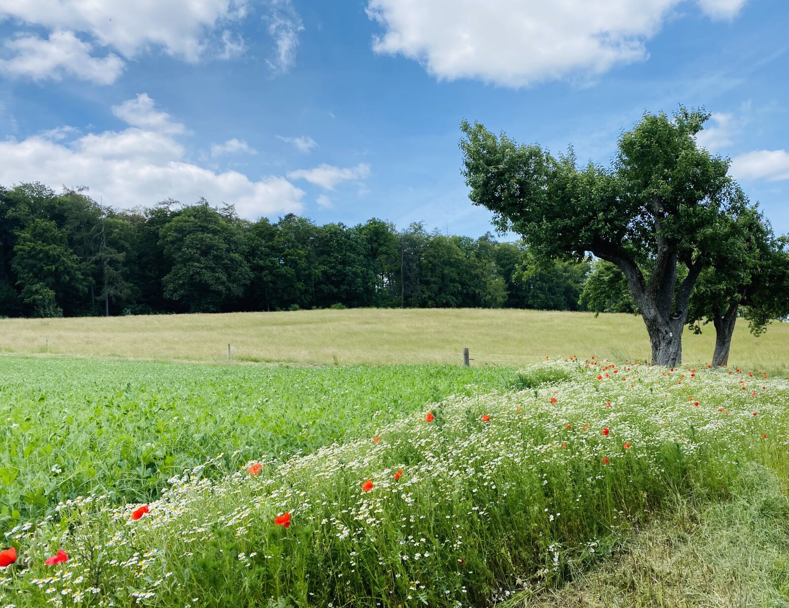 Apple iPhone 11 Pro sample photo. Red, poppy, nature photography