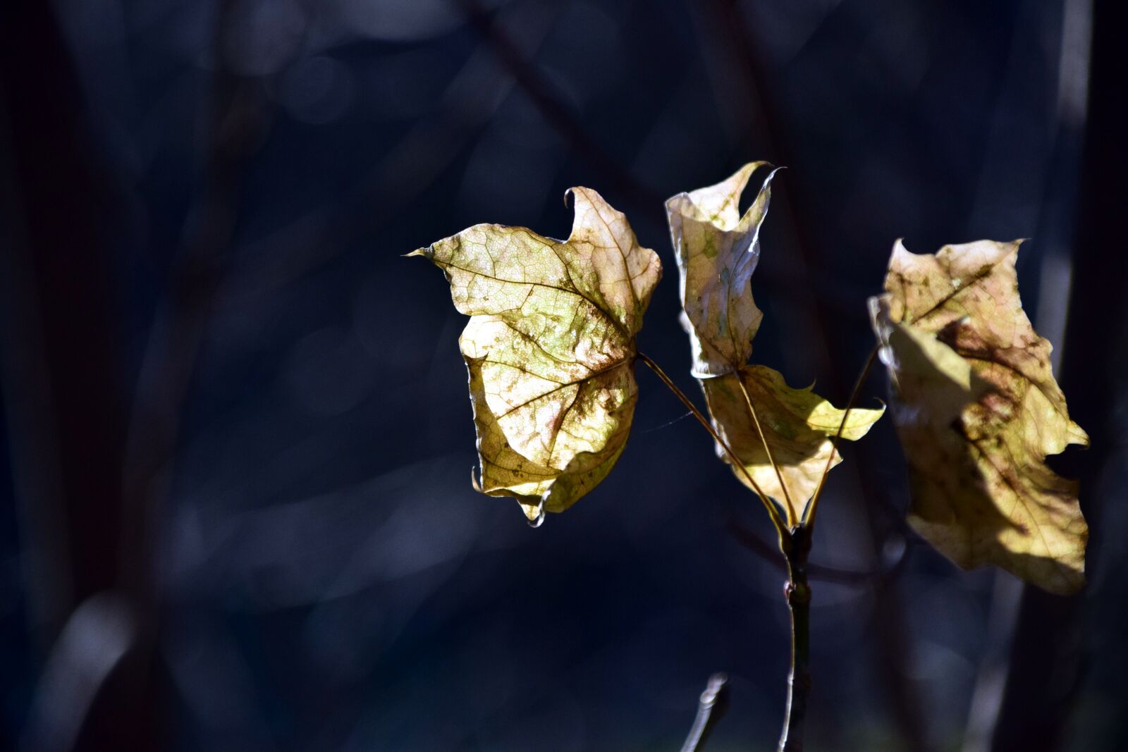 Nikon D3300 sample photo. Leaf, autumn, golden autumn photography