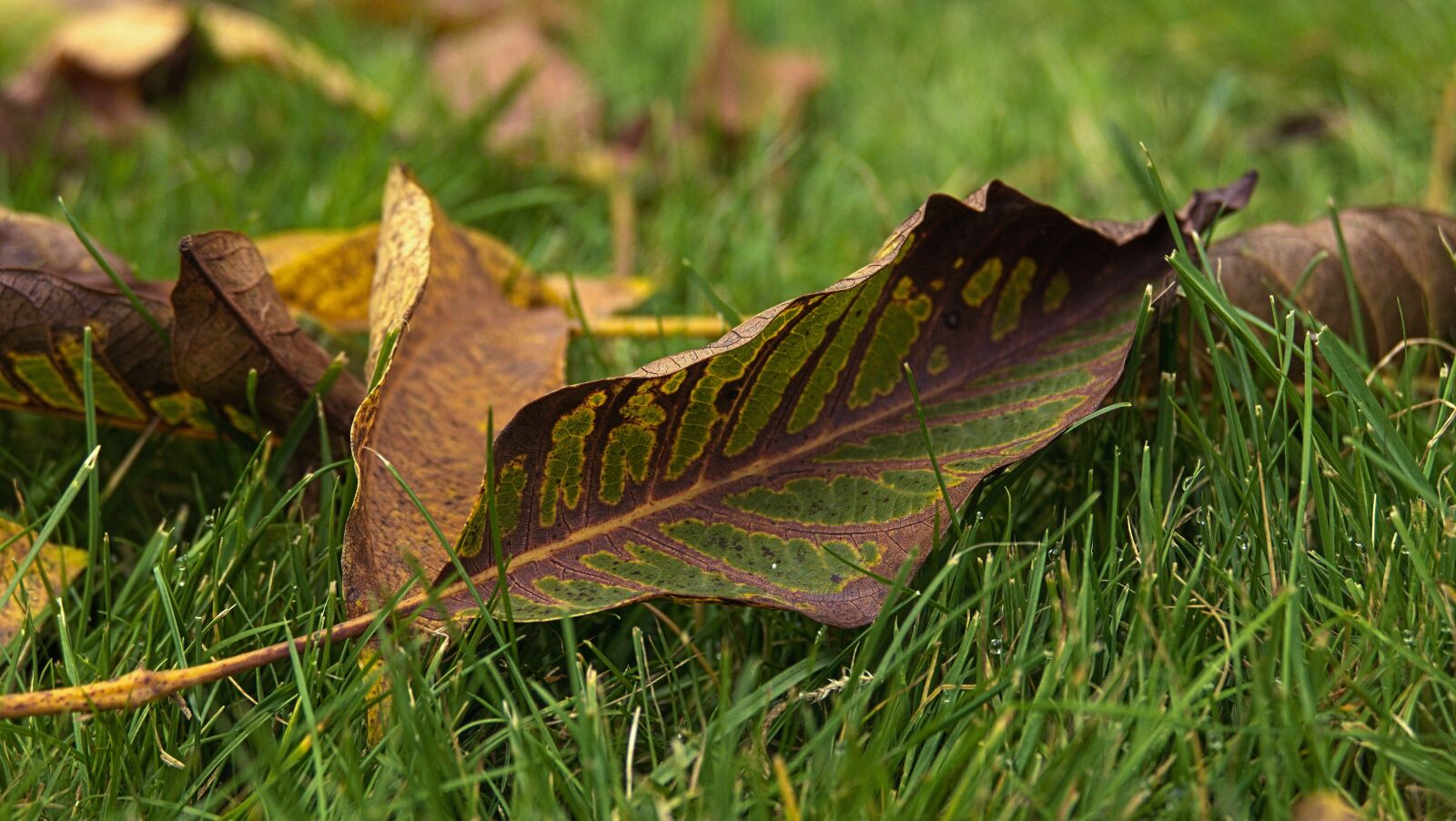 Panasonic Lumix DMC-FZ1000 sample photo. Foliage, walnut, autumn photography