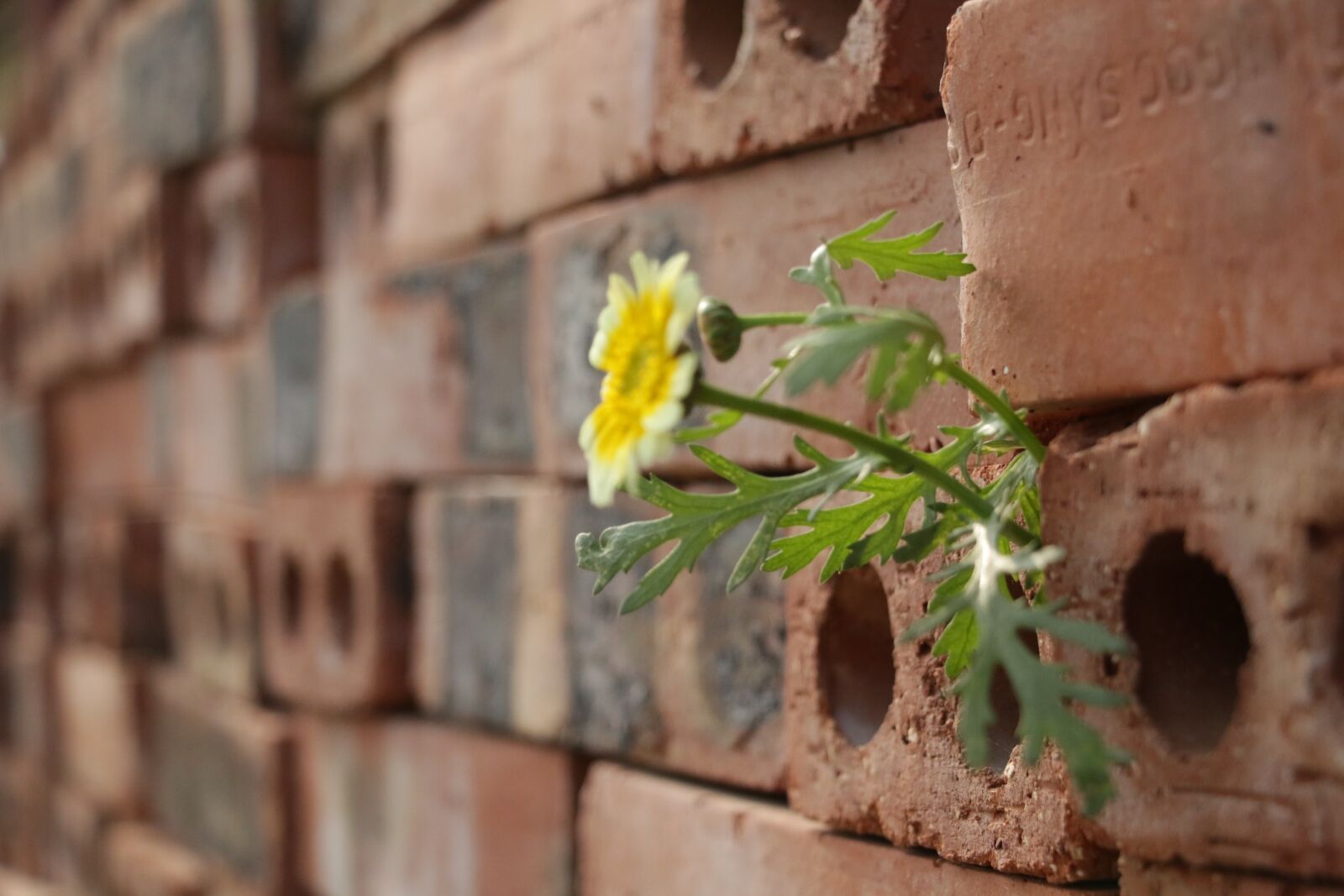Canon EOS 70D sample photo. Flower, brick, nature photography