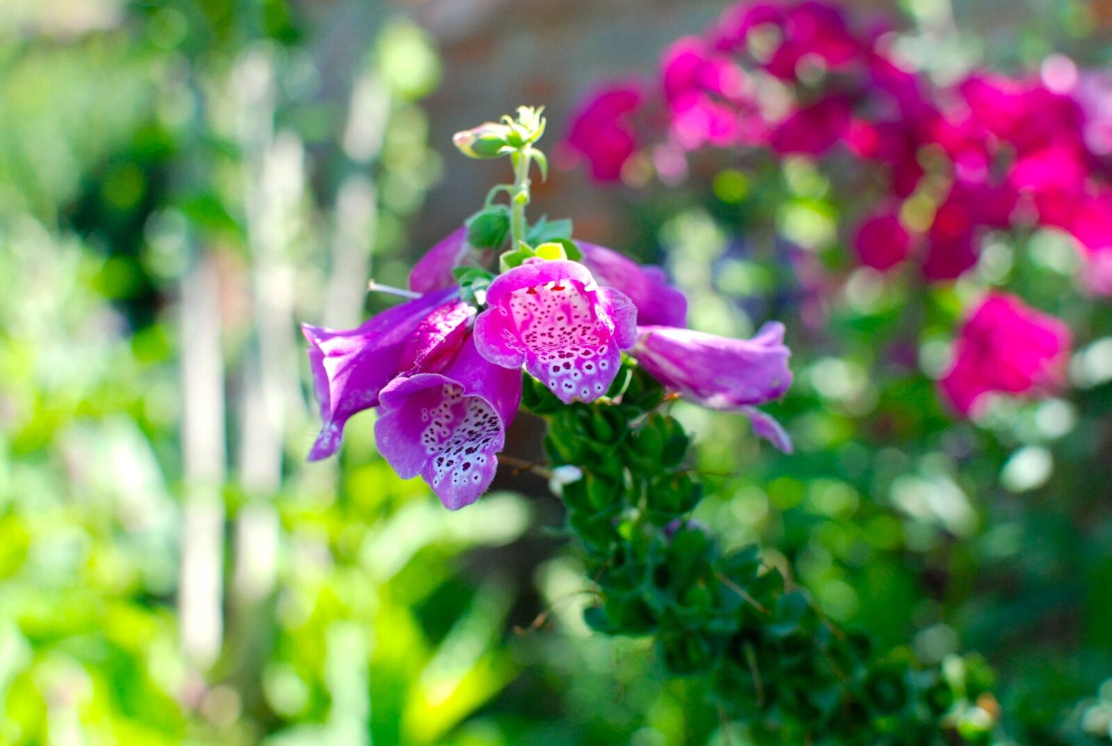 Nikon D80 sample photo. Flower, flower meadow, nature photography