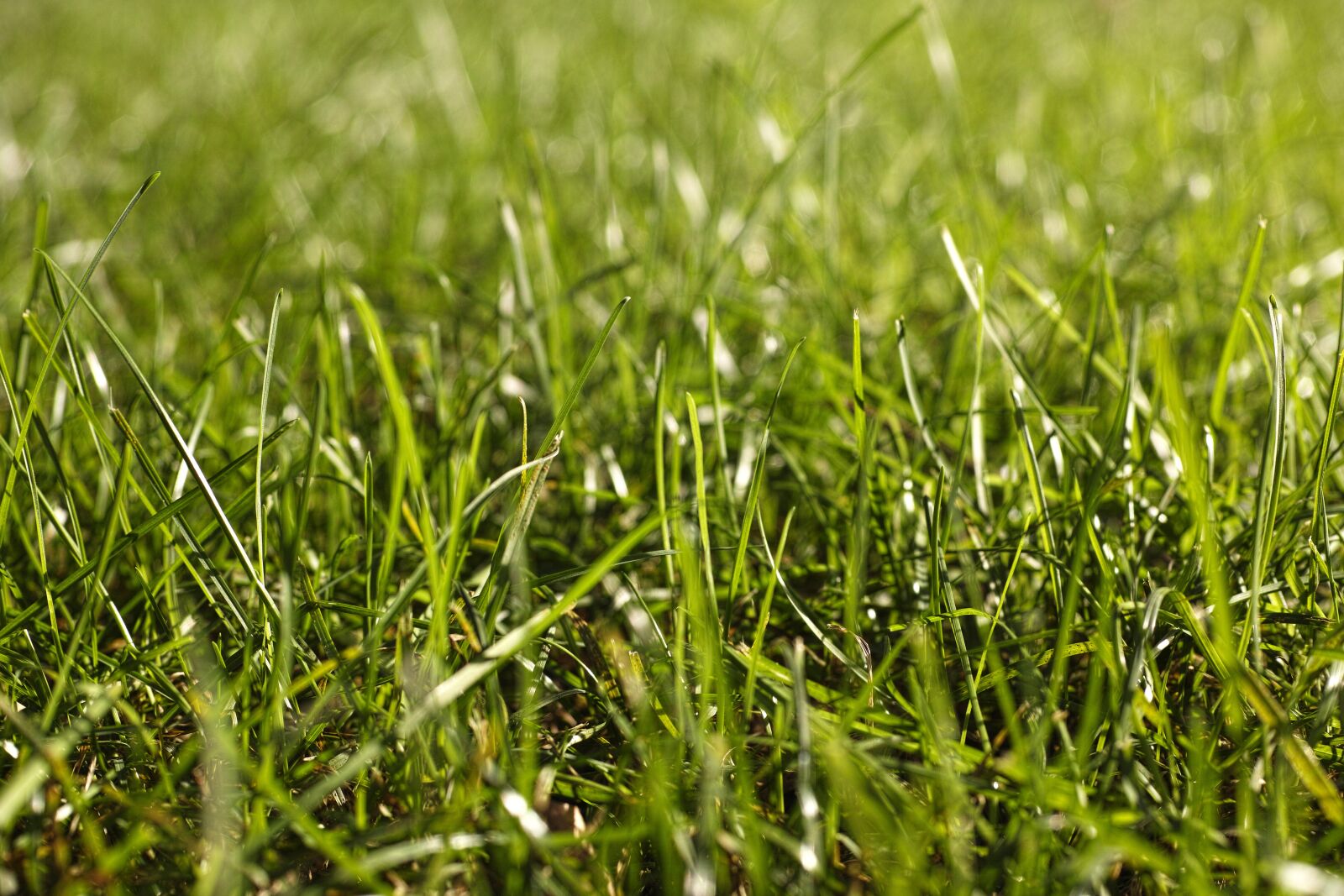 Sigma DP3 Merrill sample photo. Summer, horizontal, grass photography