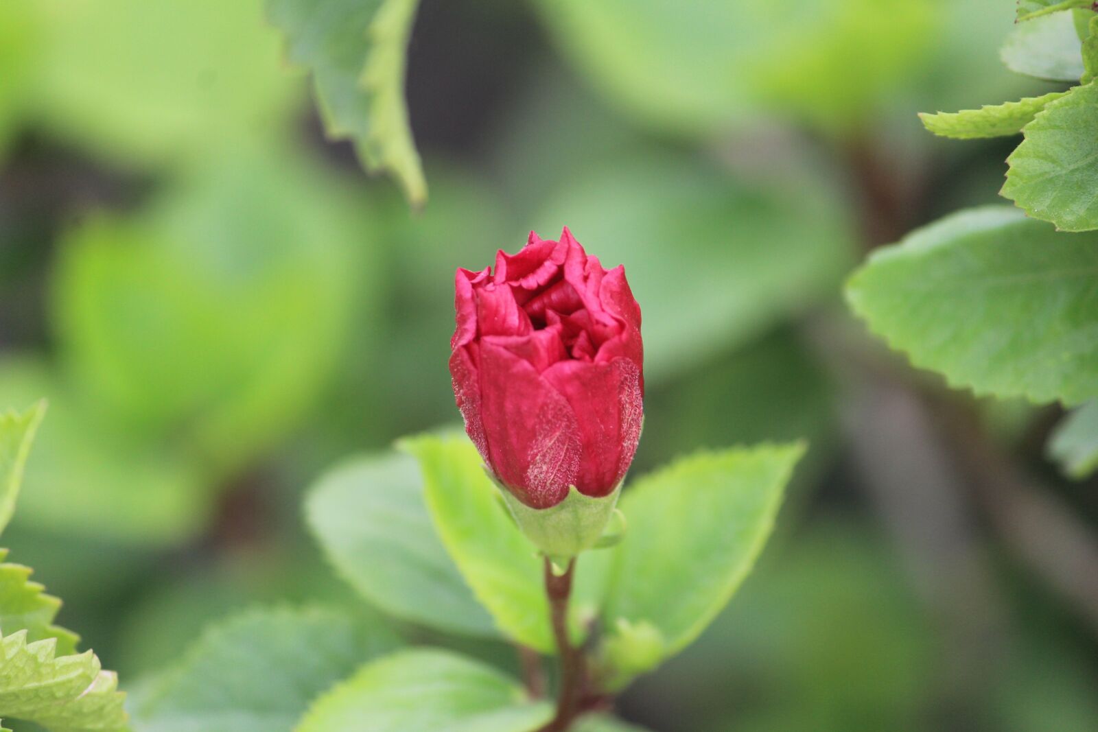 Canon EOS 1200D (EOS Rebel T5 / EOS Kiss X70 / EOS Hi) sample photo. Rose, rose bud, blossom photography