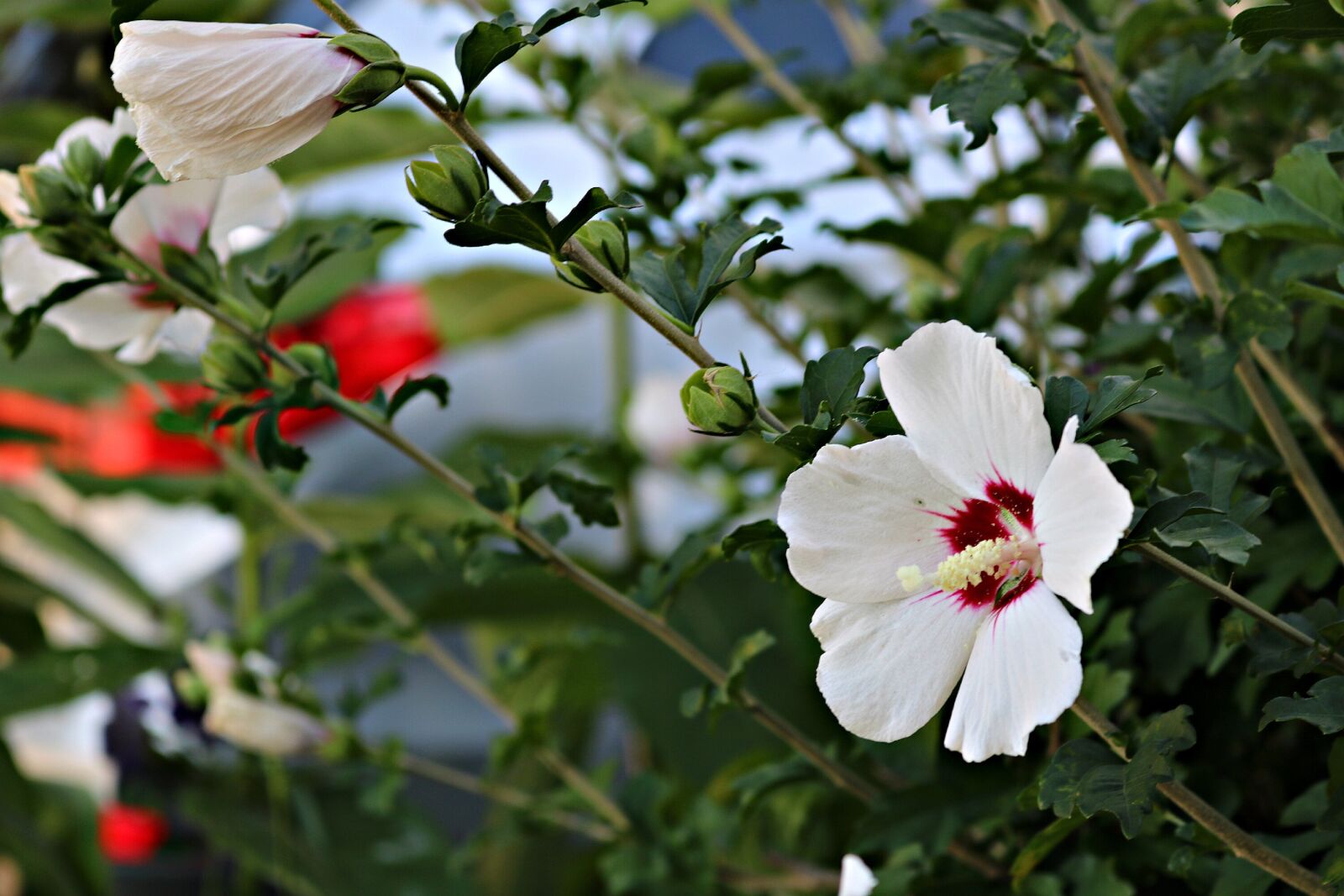 Canon EOS 750D (EOS Rebel T6i / EOS Kiss X8i) sample photo. Garden, rose of sharon photography