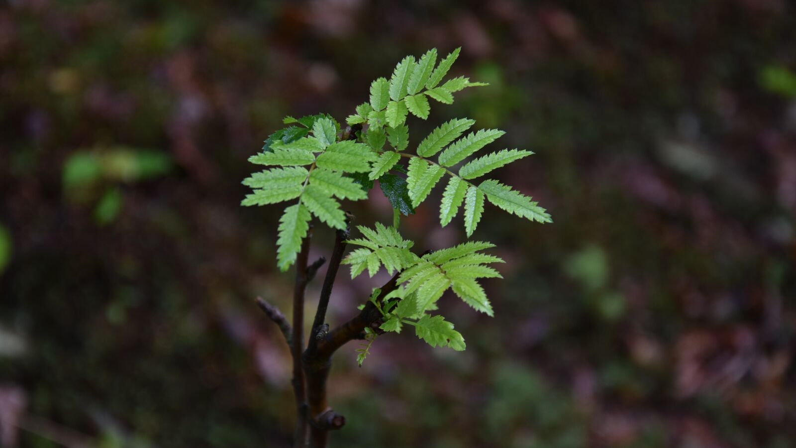 Nikon D7200 sample photo. Sprig, tree, foliage photography