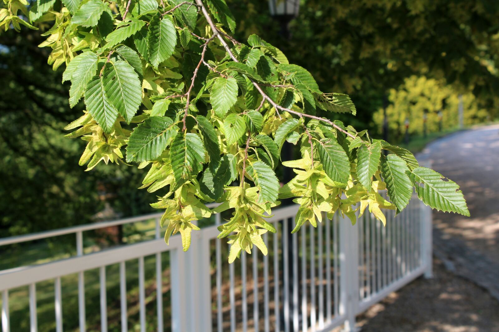 Canon EOS 1200D (EOS Rebel T5 / EOS Kiss X70 / EOS Hi) sample photo. Hornbeam, tree, branch photography