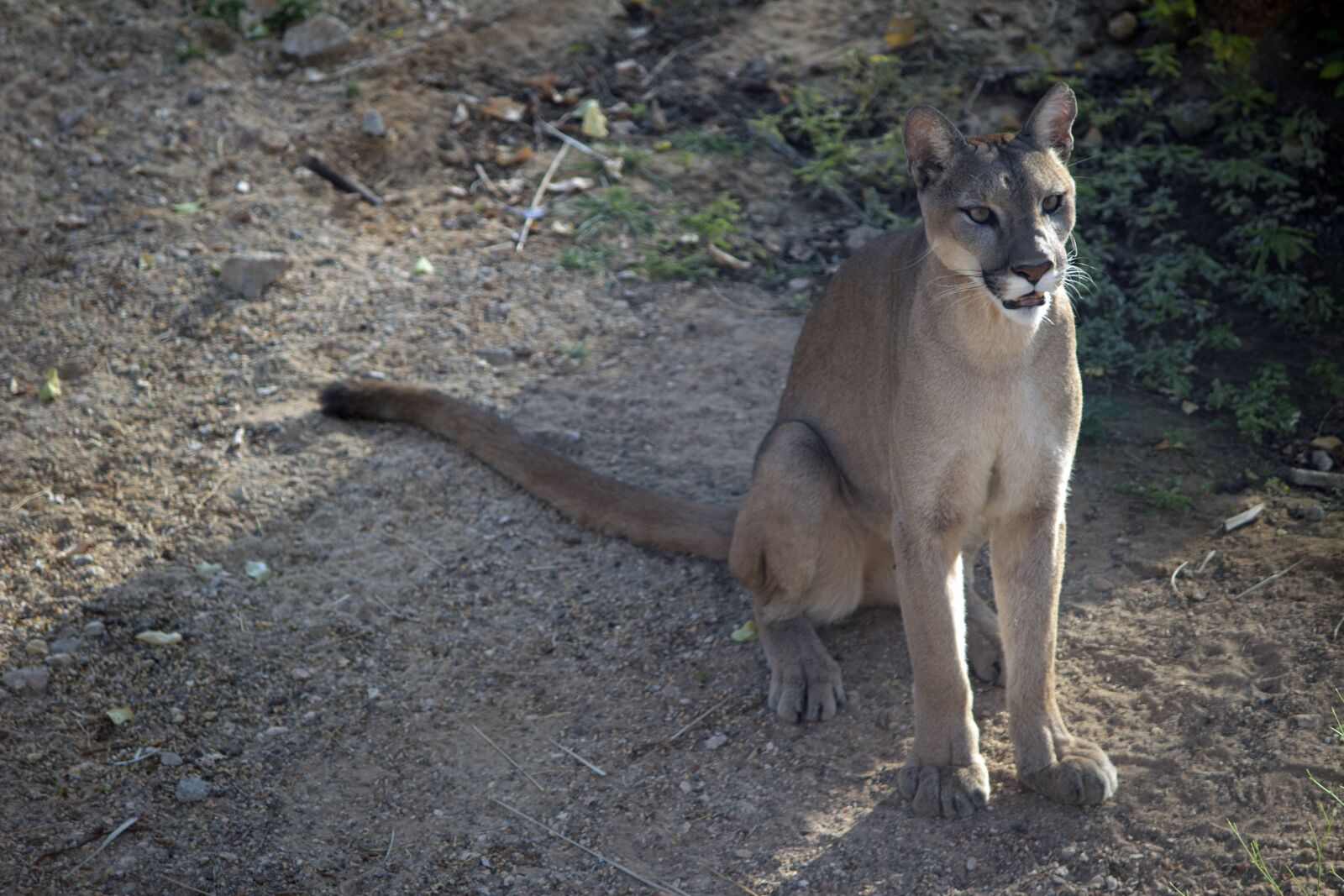 Canon EOS 700D (EOS Rebel T5i / EOS Kiss X7i) sample photo. Wildcat, wild, big cat photography
