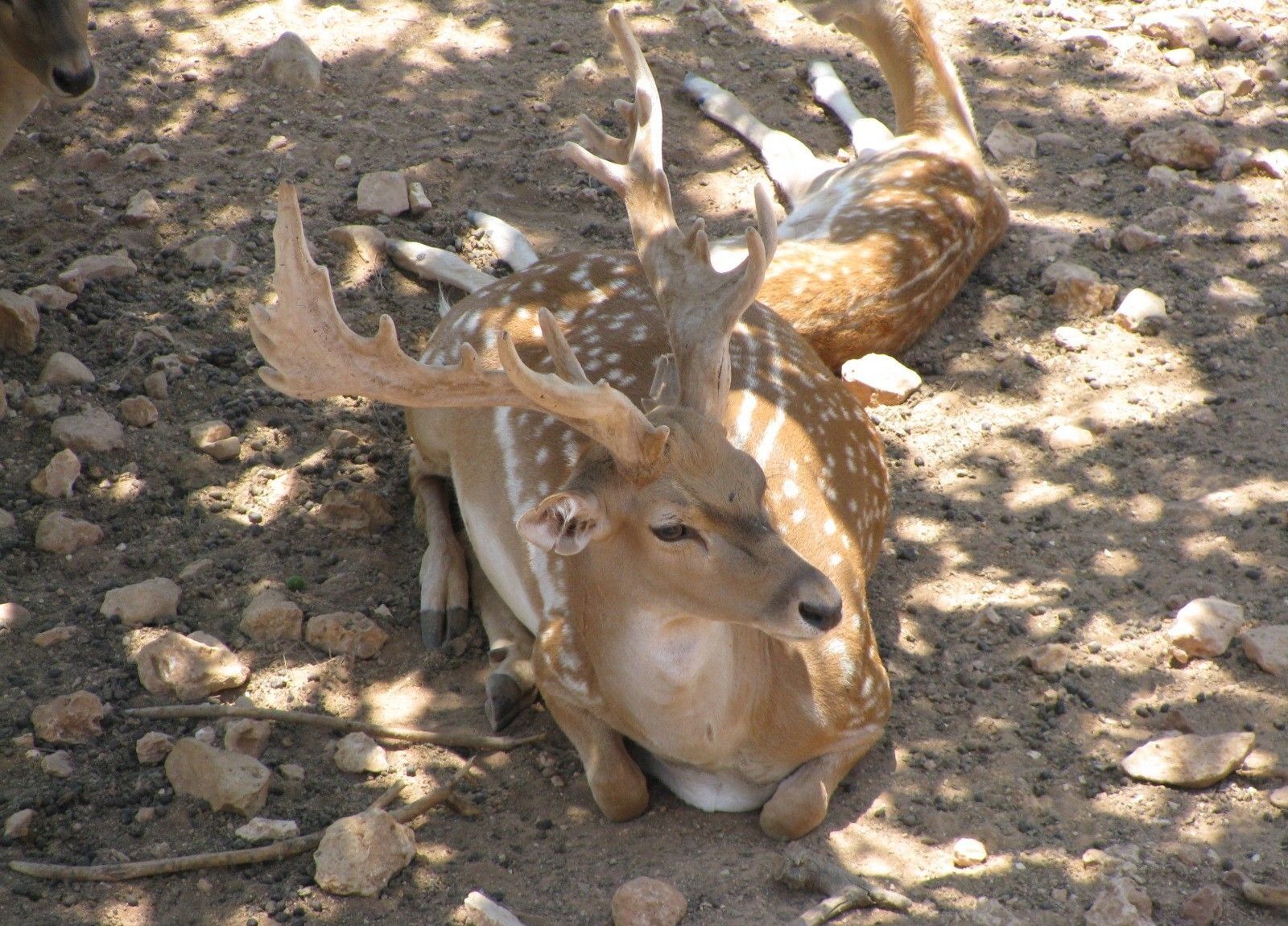 Canon POWERSHOT SX100 IS sample photo. Deer, spotted, antler photography