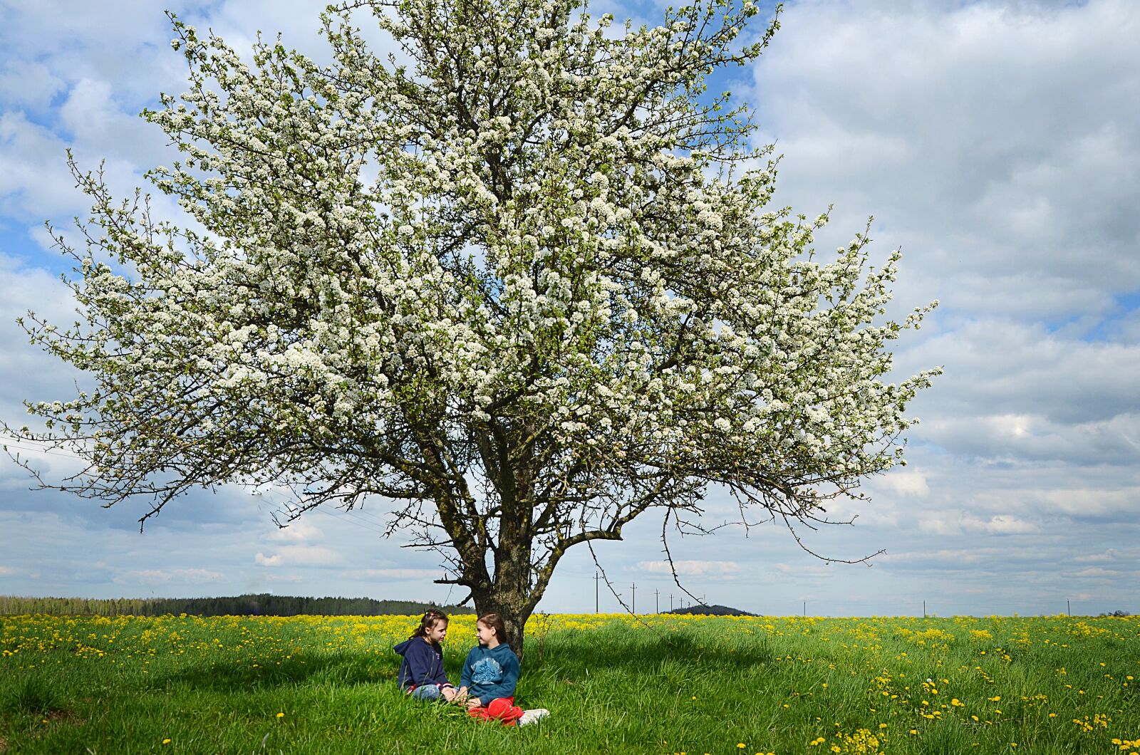 Nikon D7000 sample photo. Bloom, tree, spring photography
