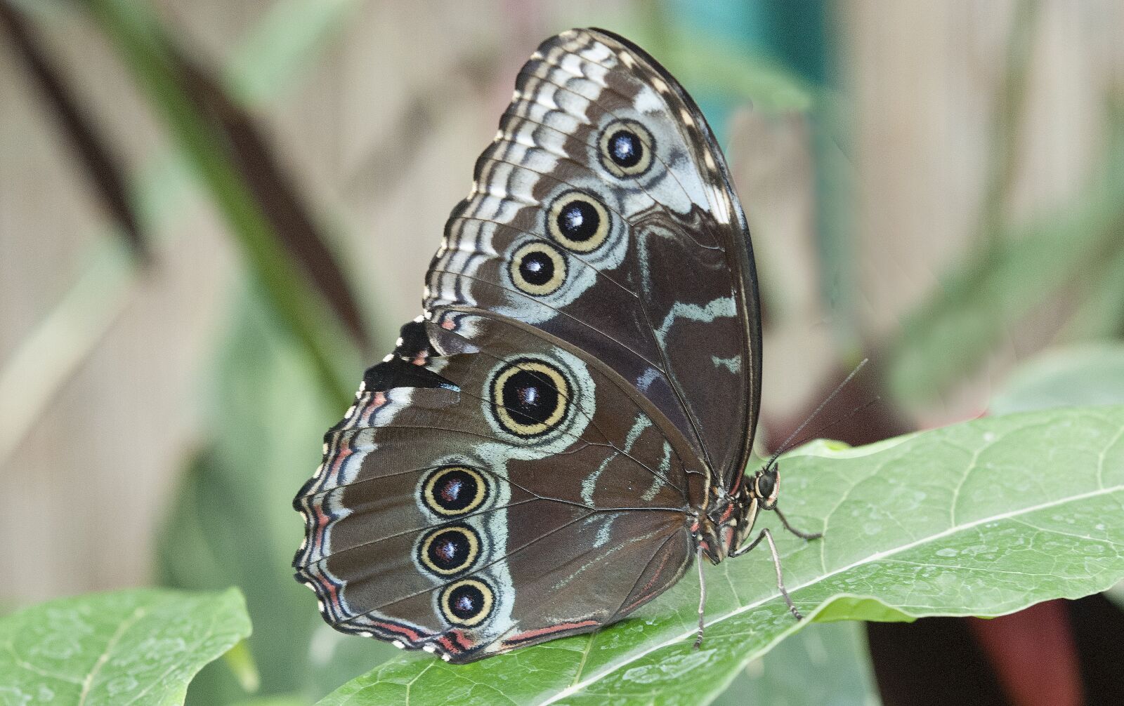 Nikon D80 sample photo. Butterfly, nature, summer photography