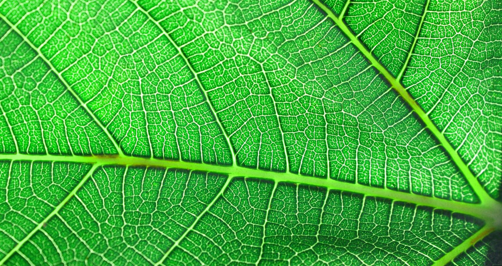 Canon EOS 450D (EOS Rebel XSi / EOS Kiss X2) sample photo. Leaf, macro, detail photography