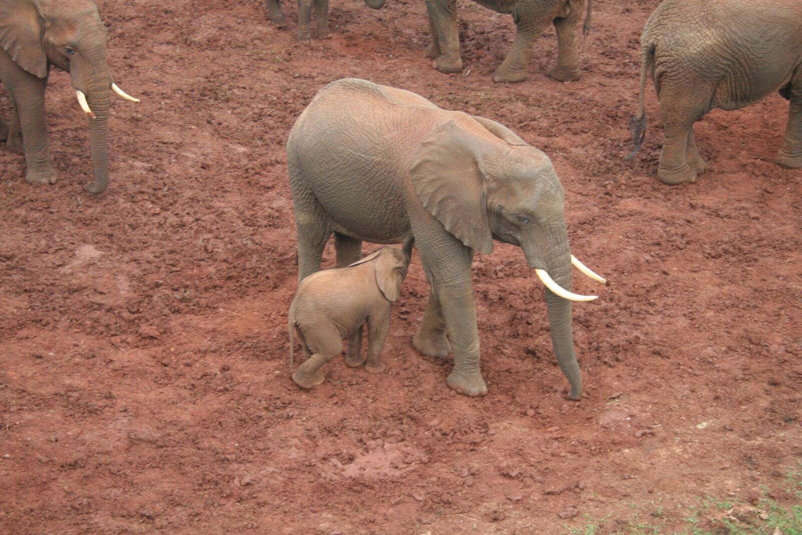 Canon EOS 350D (EOS Digital Rebel XT / EOS Kiss Digital N) sample photo. Elefant, family, fauna photography