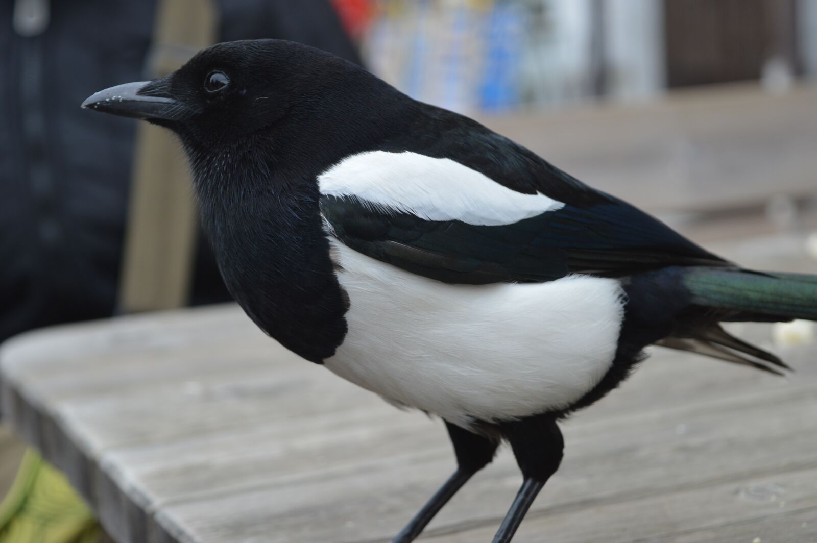 Nikon D3200 sample photo. Magpie, nature photography