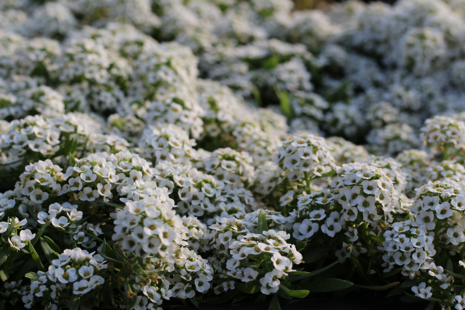 Canon EOS 700D (EOS Rebel T5i / EOS Kiss X7i) + Canon EF 50mm F1.8 II sample photo. White, clustered, flowers, at photography