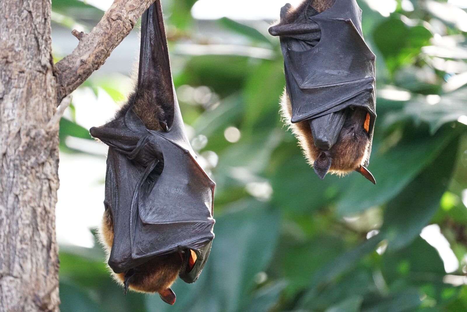 Sony FE 70-300mm F4.5-5.6 G OSS sample photo. Flying foxes, bat, tropical photography
