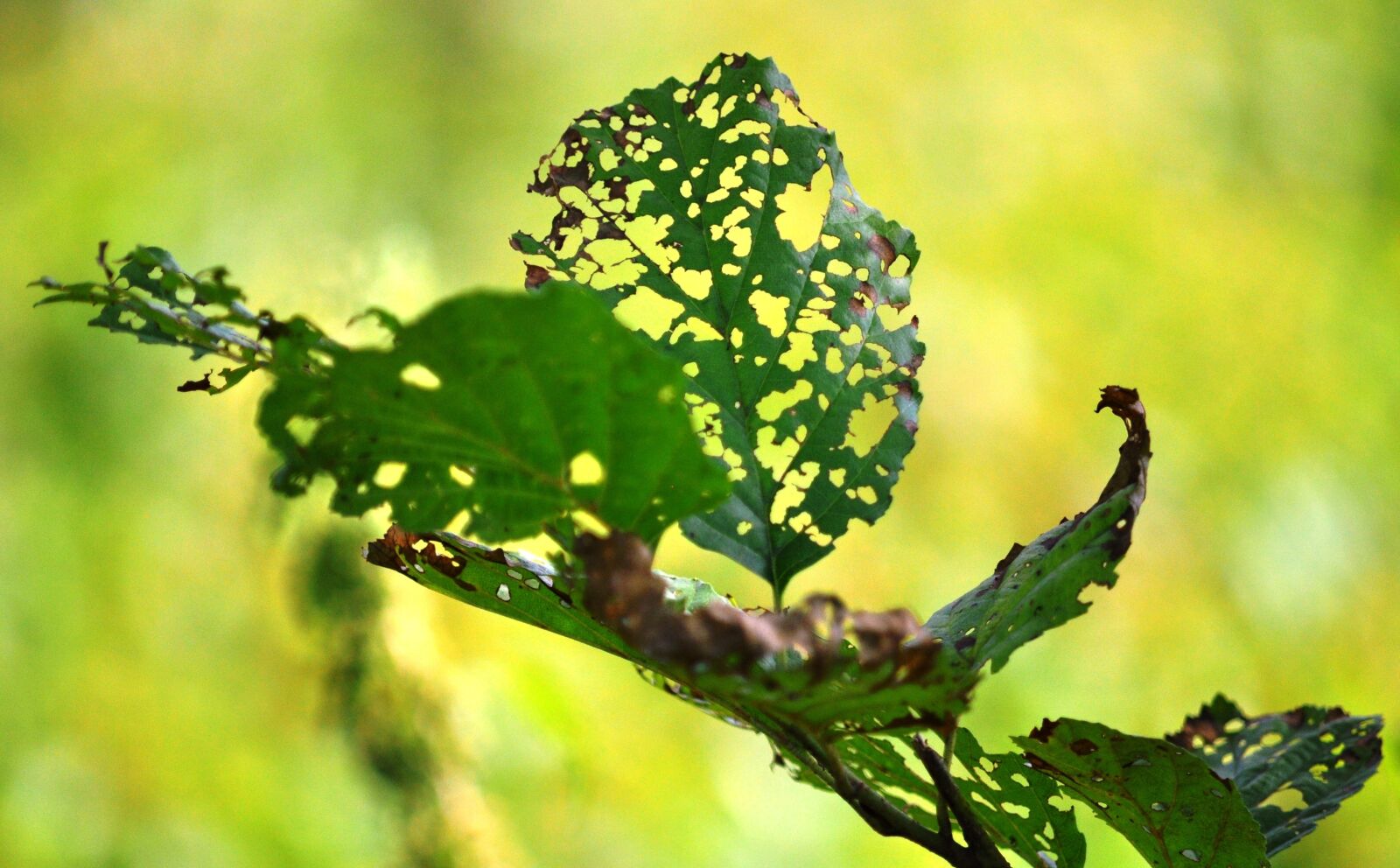 Nikon D5000 sample photo. Sheet, green, nature photography